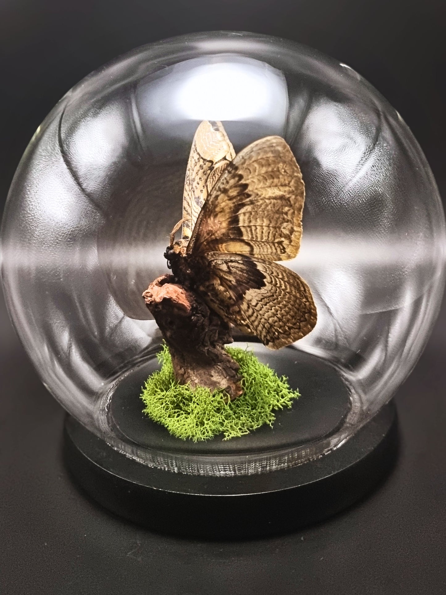 Hearseyi Owl Moth (Brahmaea Hearseyi) Globe