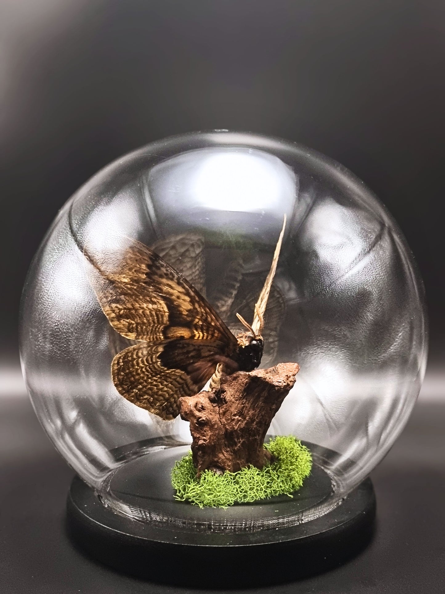 Hearseyi Owl Moth (Brahmaea Hearseyi) Globe