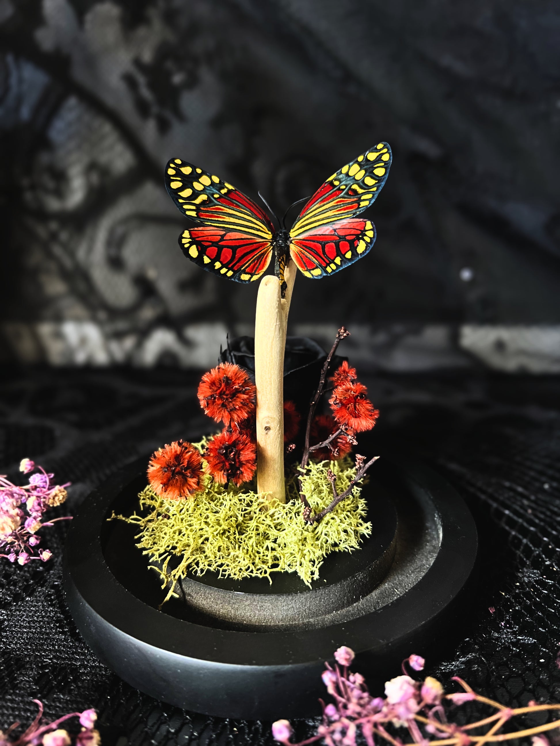 Rare Harlequin Moth (Campylotes Histrionicus) in Glass Dome