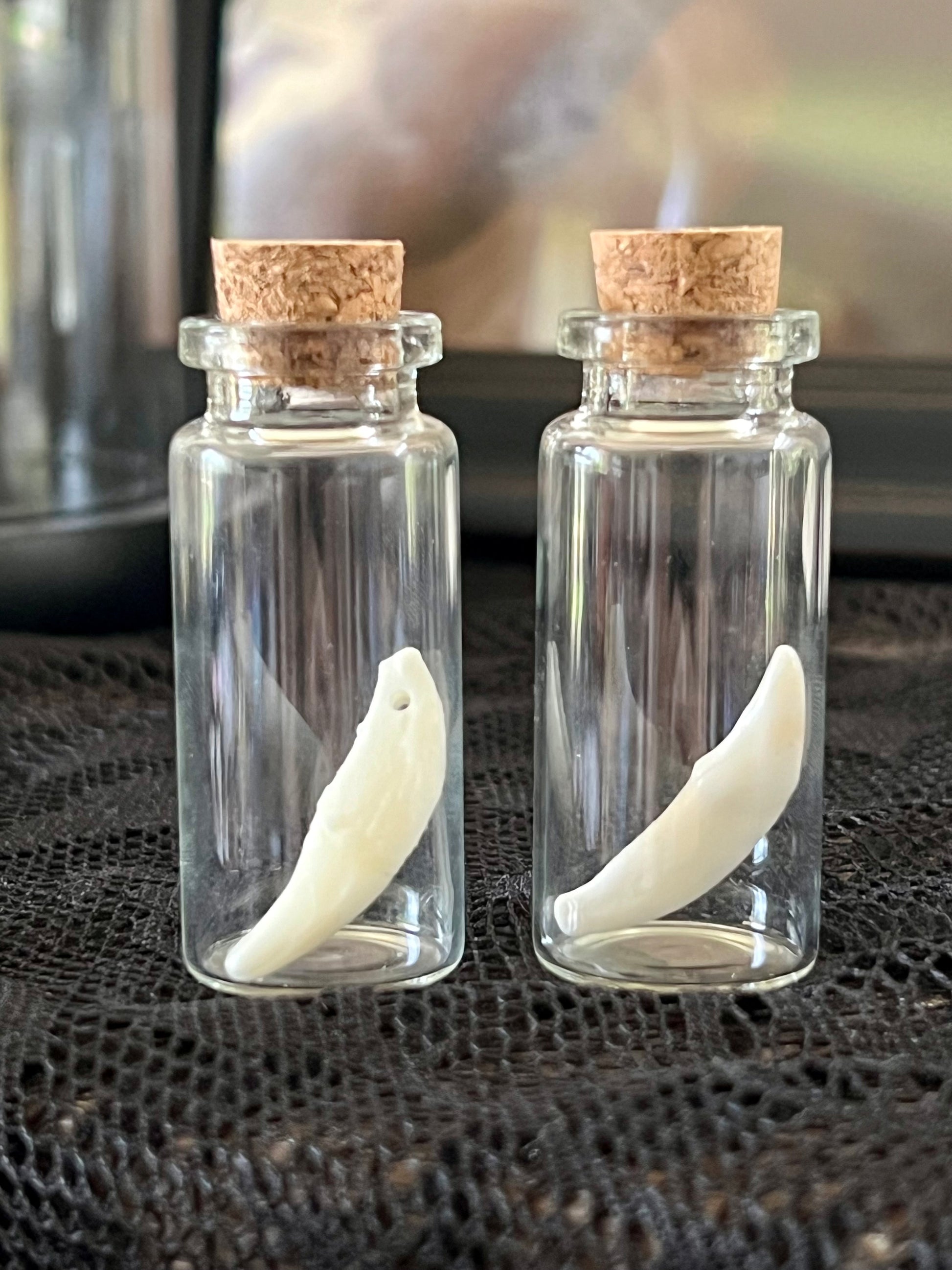 Coyote teeth in glass jars with a drilled hole and one without a drilled hole.