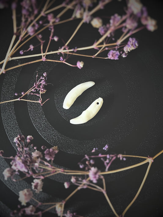 Two coyote teeth on a black surface with dried flowers around them.