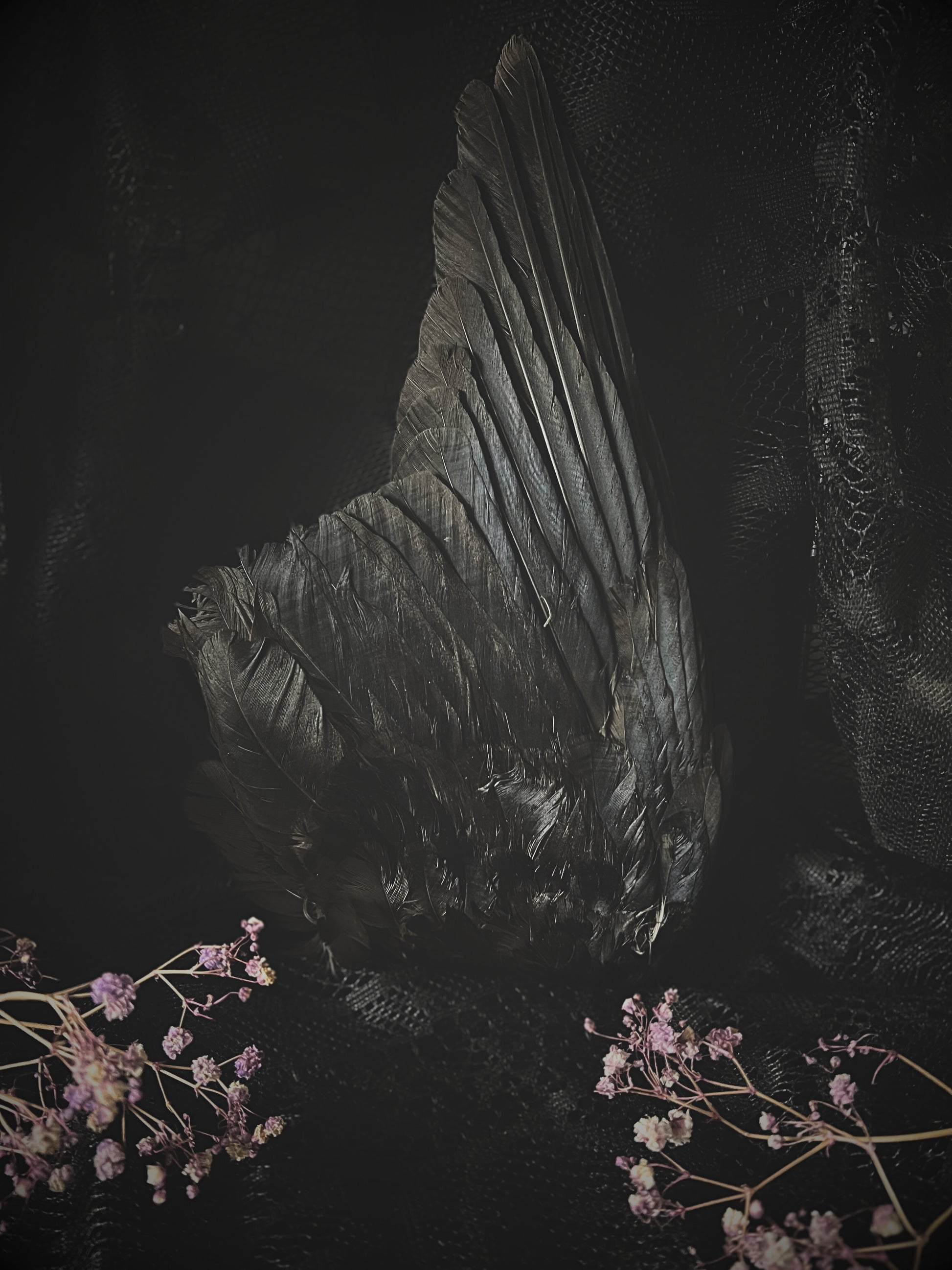 Real crow wing with flowers in the foreground