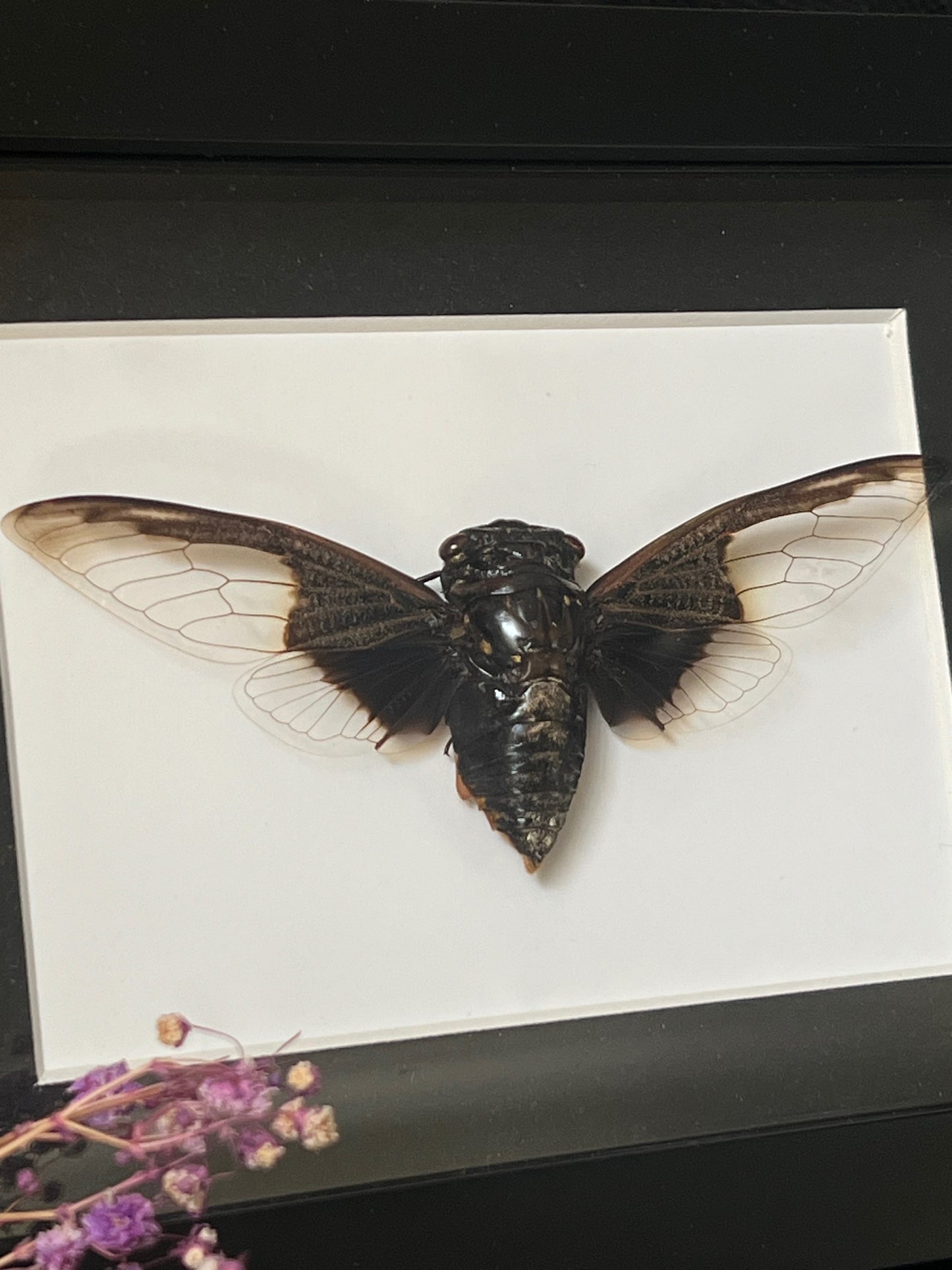 Cryptotympana Aquila in Shadow Box Frame