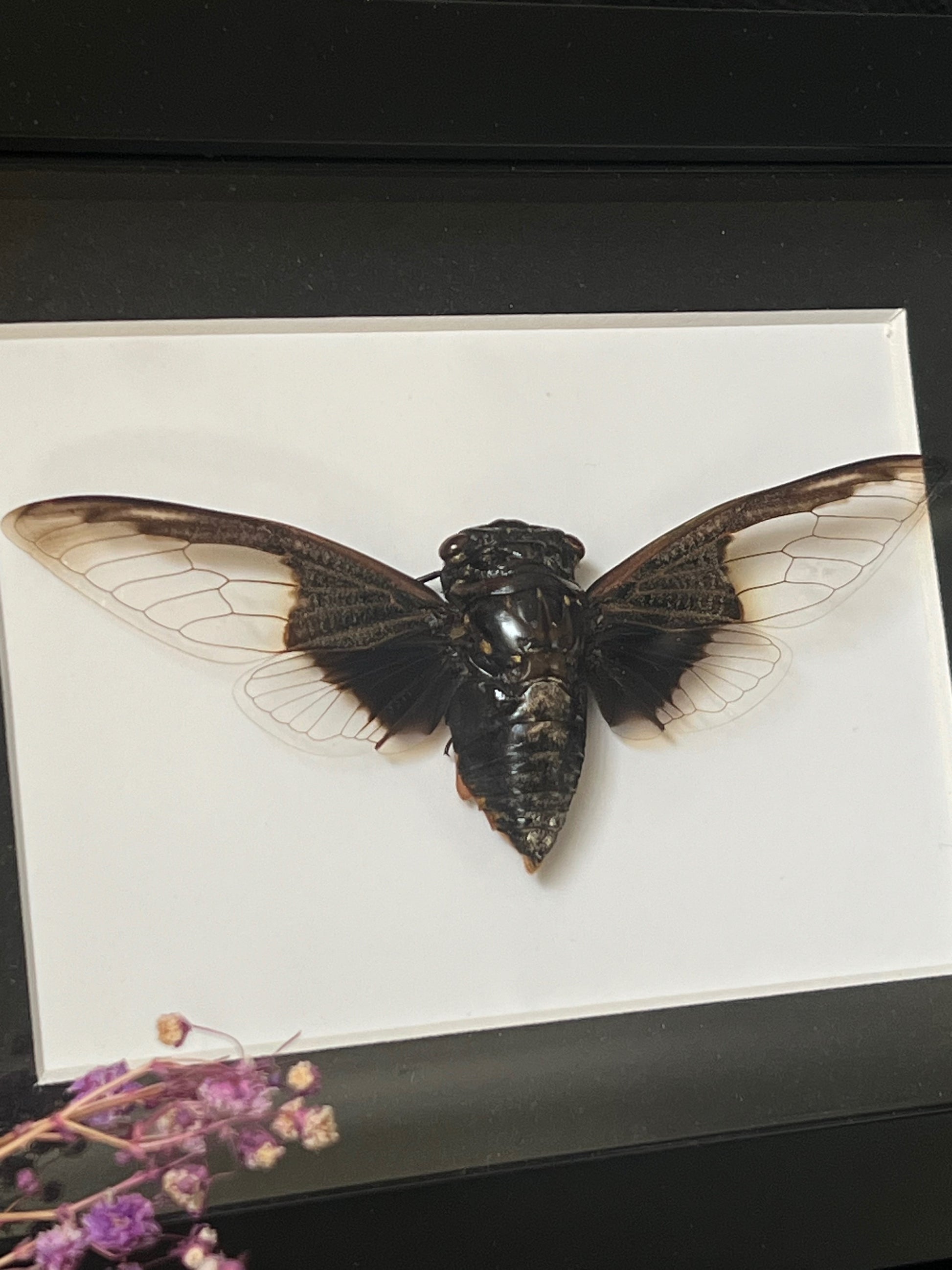 Cryptotympana Aquila in Shadow Box Frame