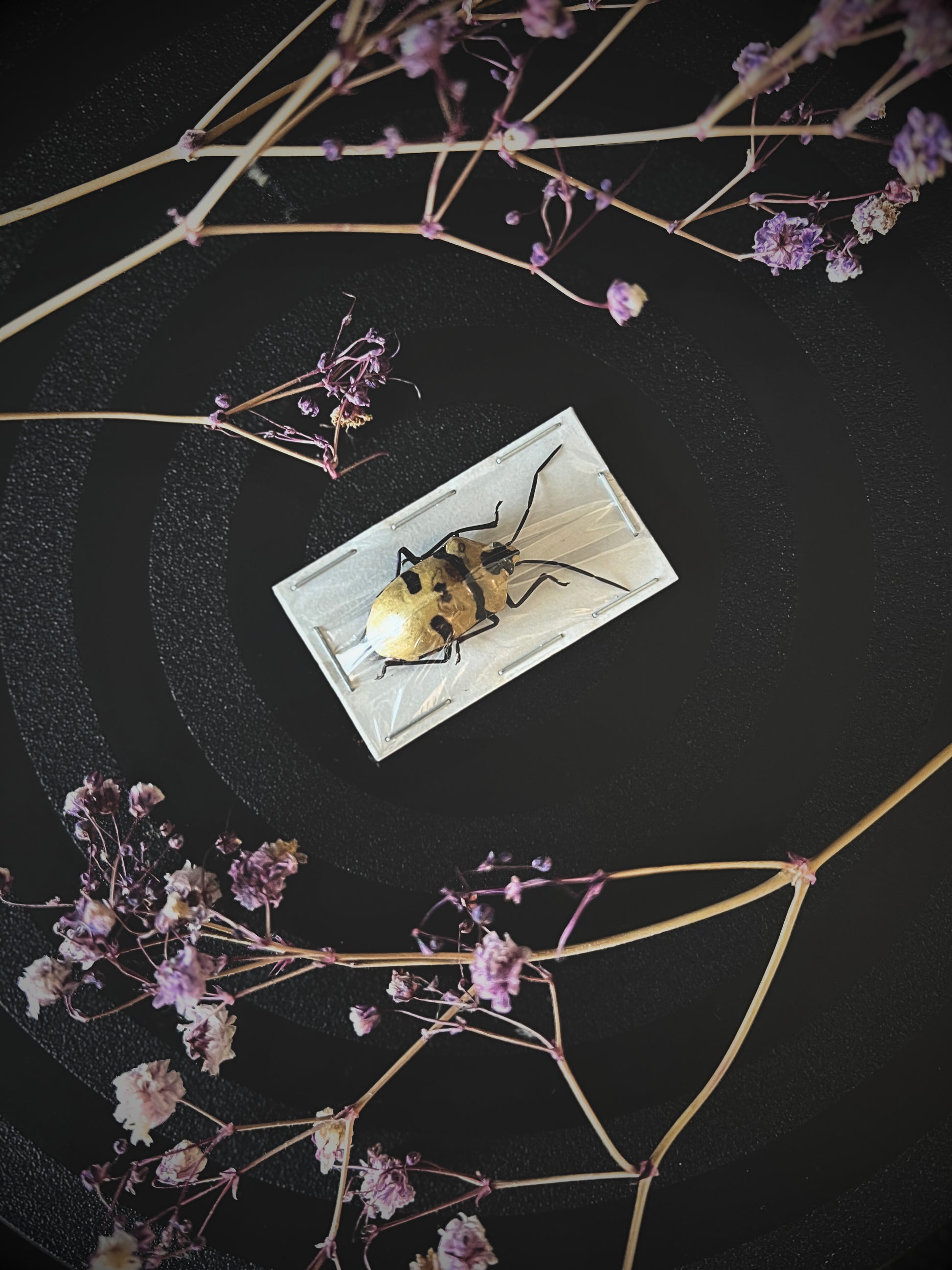 Death Head Bug (Eucorysses Grandis)