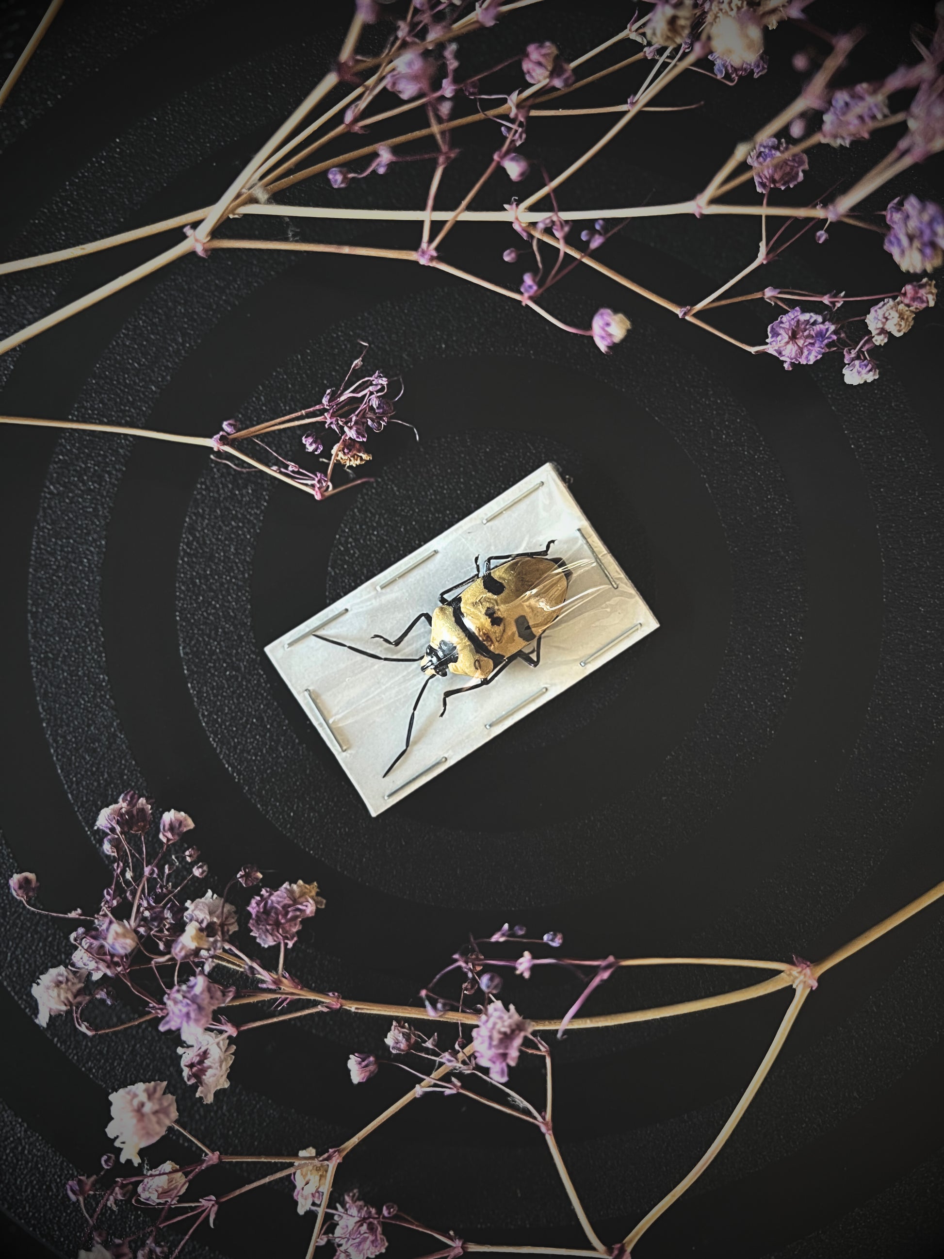 Death Head Bug (Eucorysses Grandis)