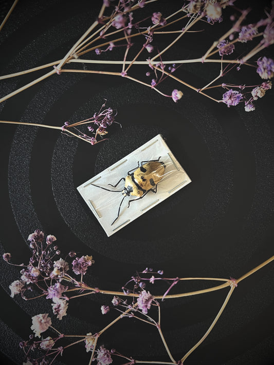Death Head Bug (Eucorysses Grandis)