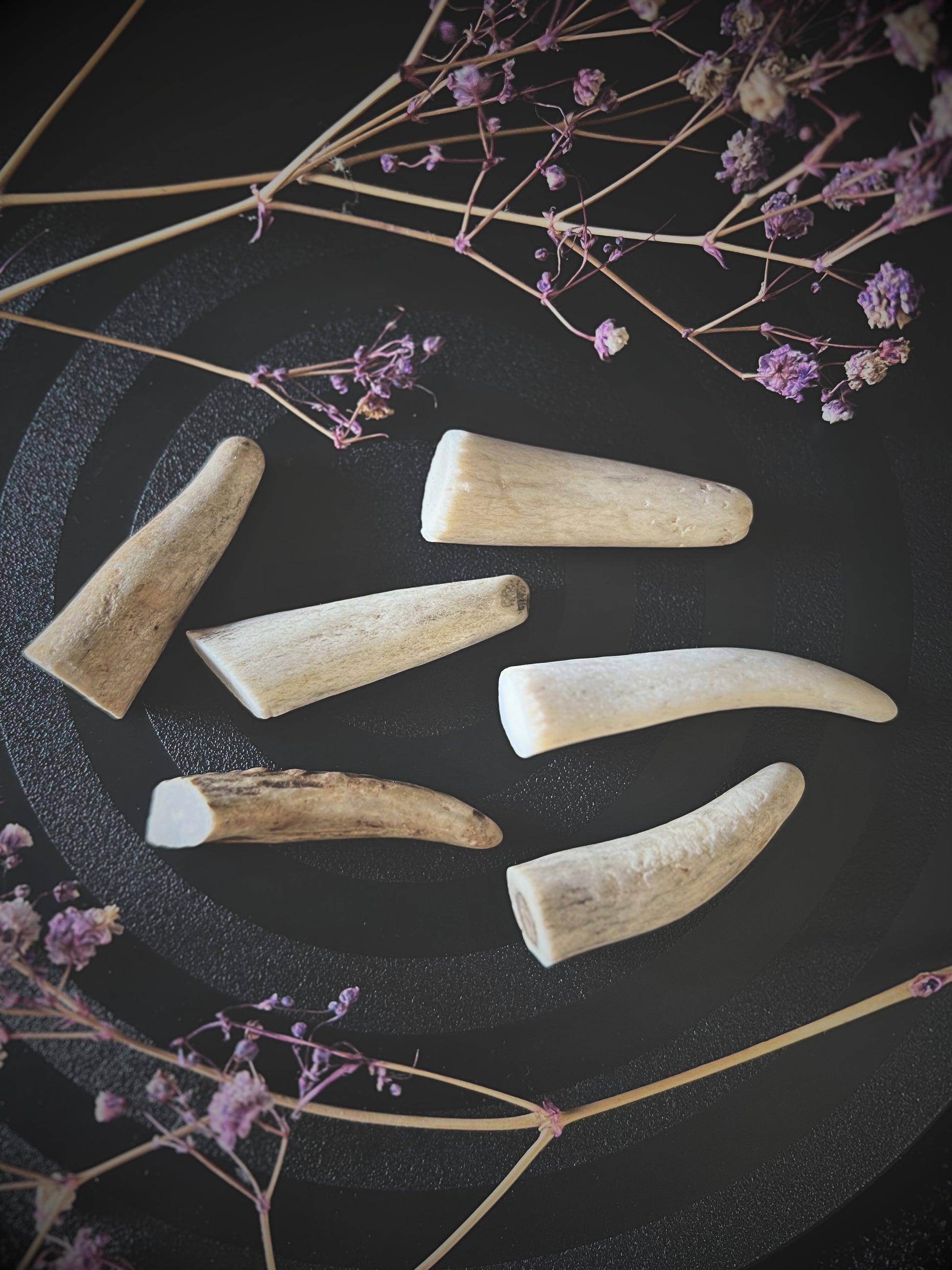 Set of six light-colored antlers on a dark surface with dried flowers.
