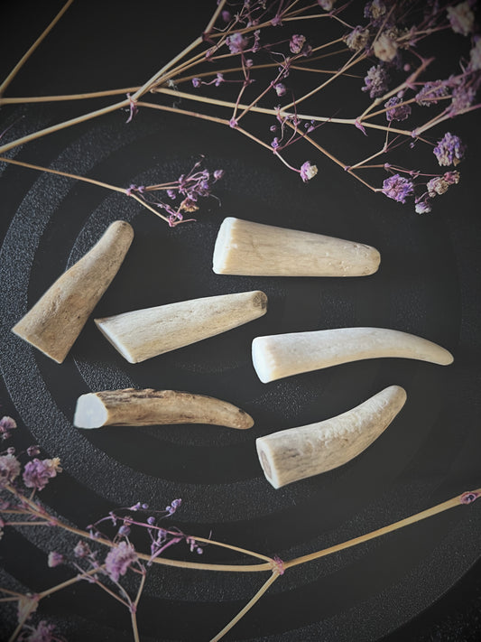 Set of six light-colored antlers on a dark surface with dried flowers.