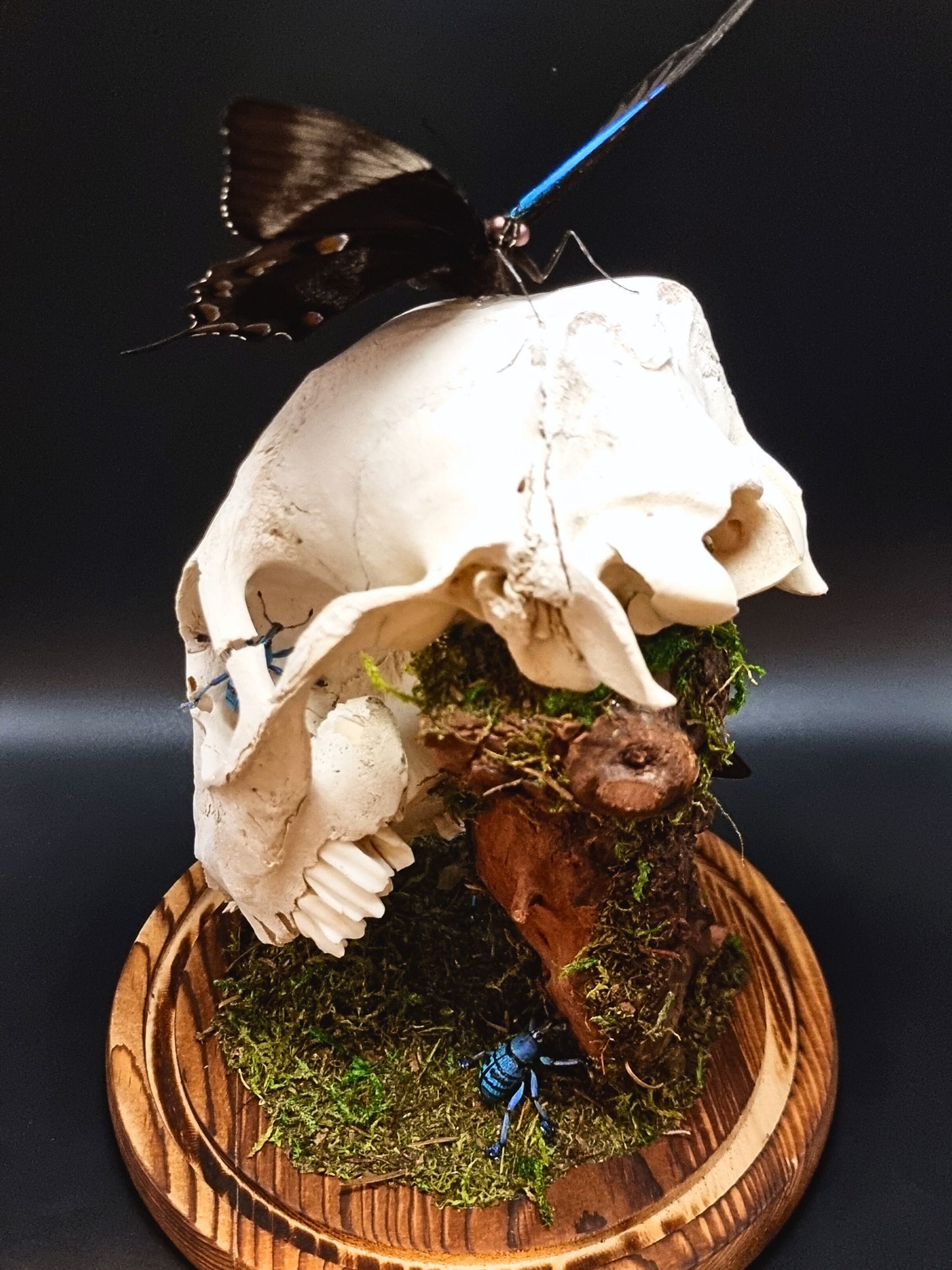 Deer Skull, Papilio Ulysses, Maackii Maackii and Eupholus Bortolussii Dome