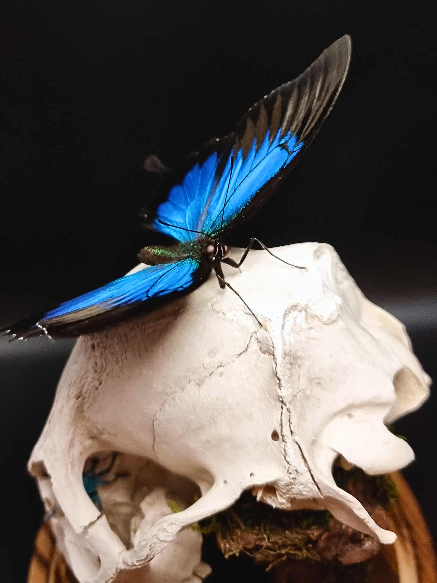 Deer Skull, Papilio Ulysses, Maackii Maackii and Eupholus Bortolussii Dome
