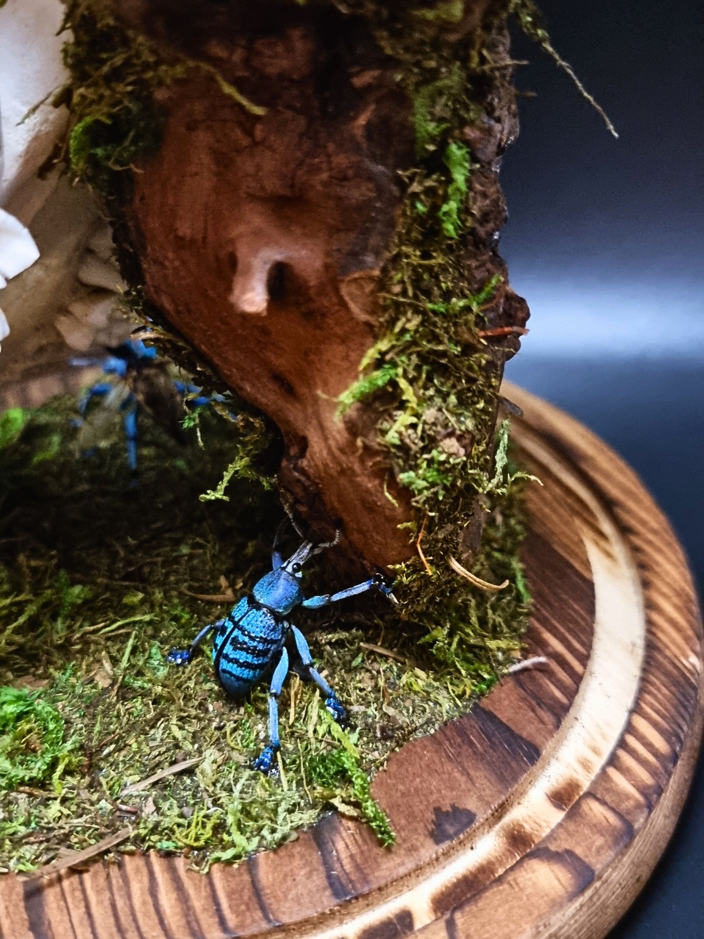 Deer Skull, Papilio Ulysses, Maackii Maackii and Eupholus Bortolussii Dome