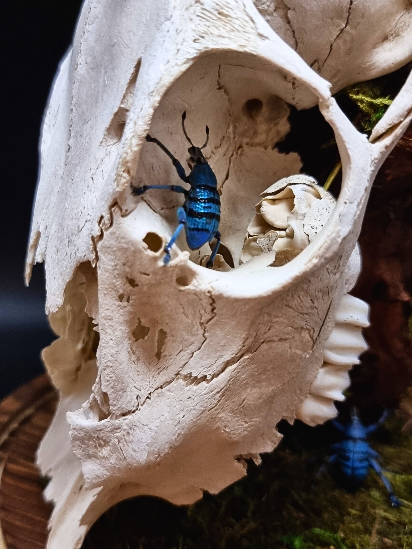 Deer Skull, Papilio Ulysses, Maackii Maackii and Eupholus Bortolussii Dome