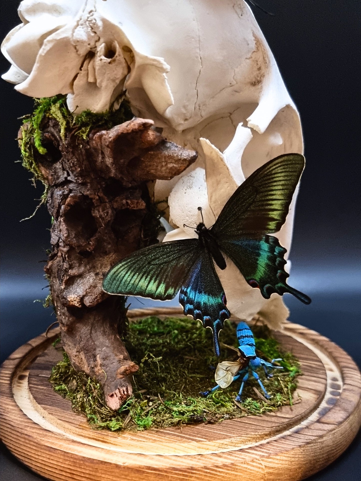 Deer Skull, Papilio Ulysses, Maackii Maackii and Eupholus Bortolussii Dome