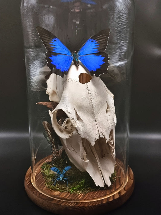 Deer Skull, Papilio Ulysses, Maackii Maackii and Eupholus Bortolussii Dome