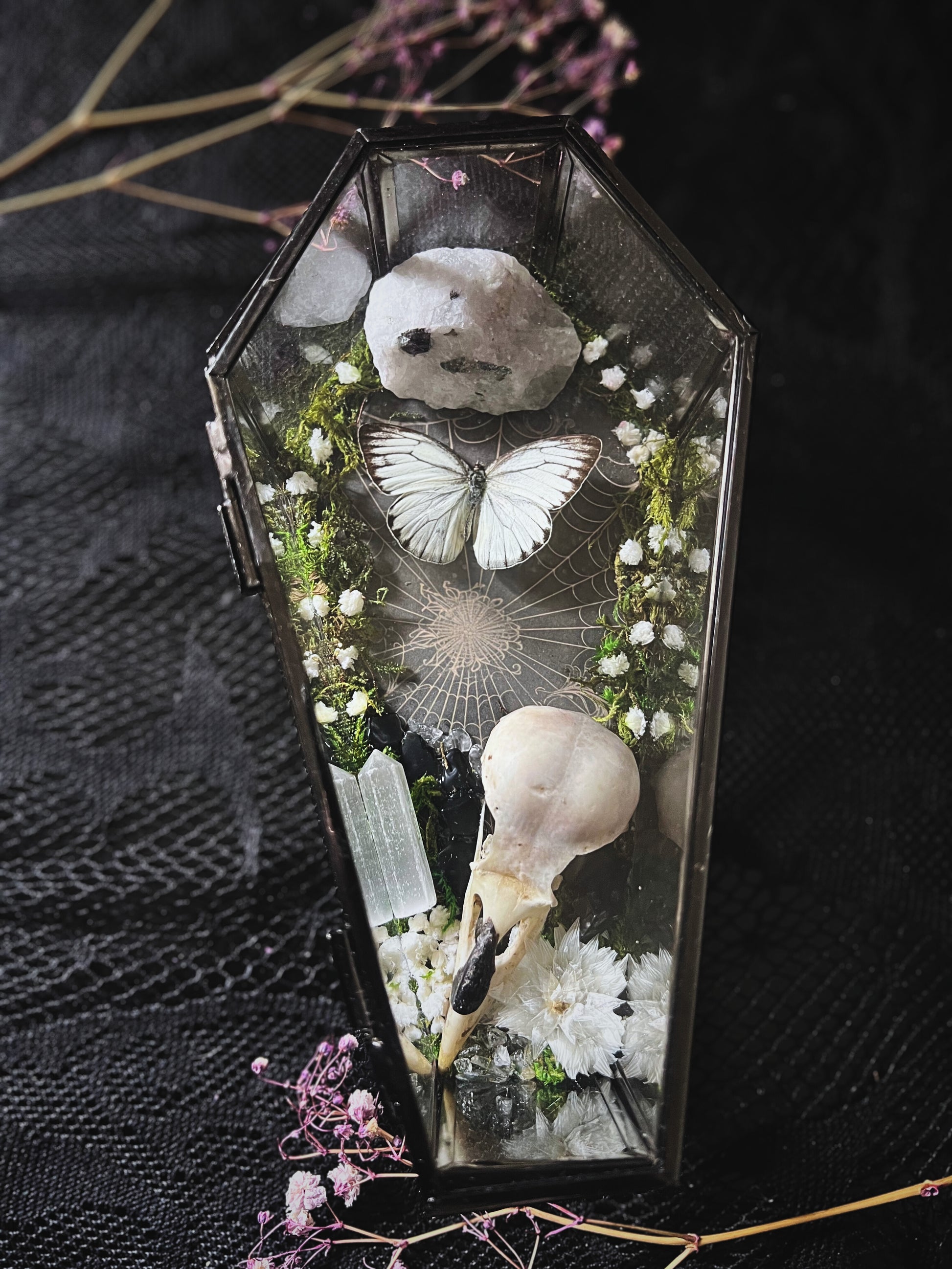 Eastern Albatross Butterfly (Appias Libythea Olferna) & Crow Skull (Corvus Corone) in Coffin Display