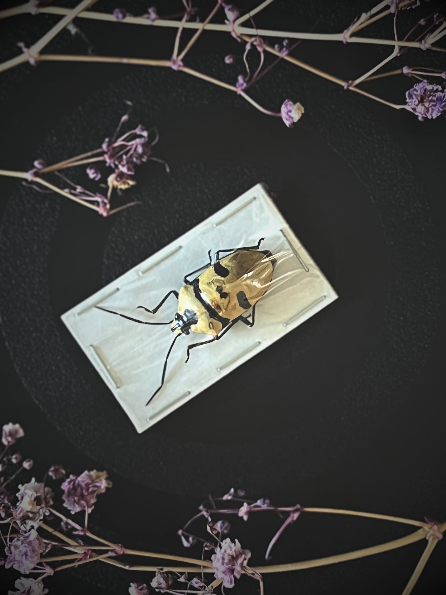 Death Head Bug (Eucorysses Grandis)