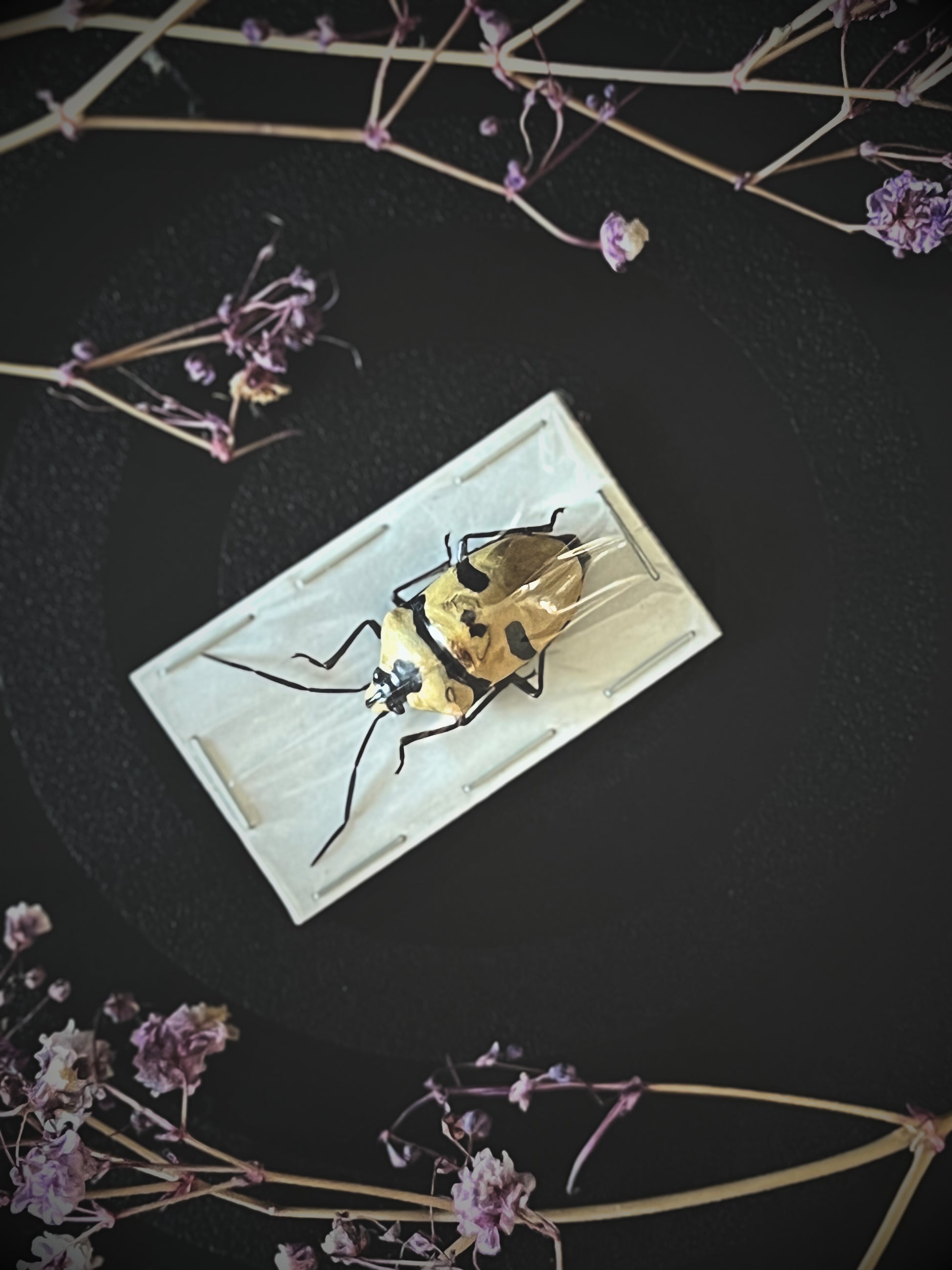 Death Head Bug (Eucorysses Grandis)