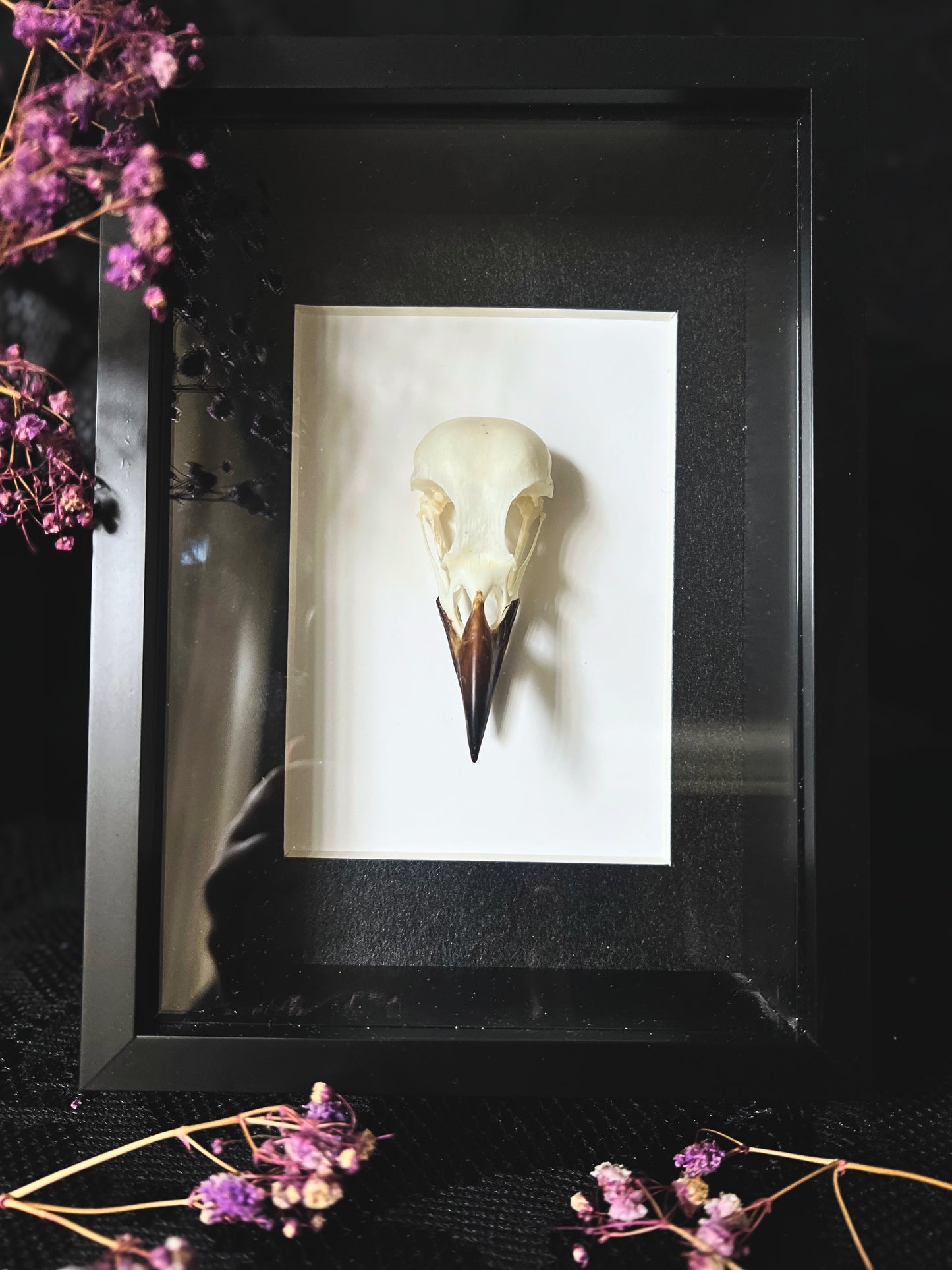 Eurasian magpie skull (pica pica) in shadow box frame