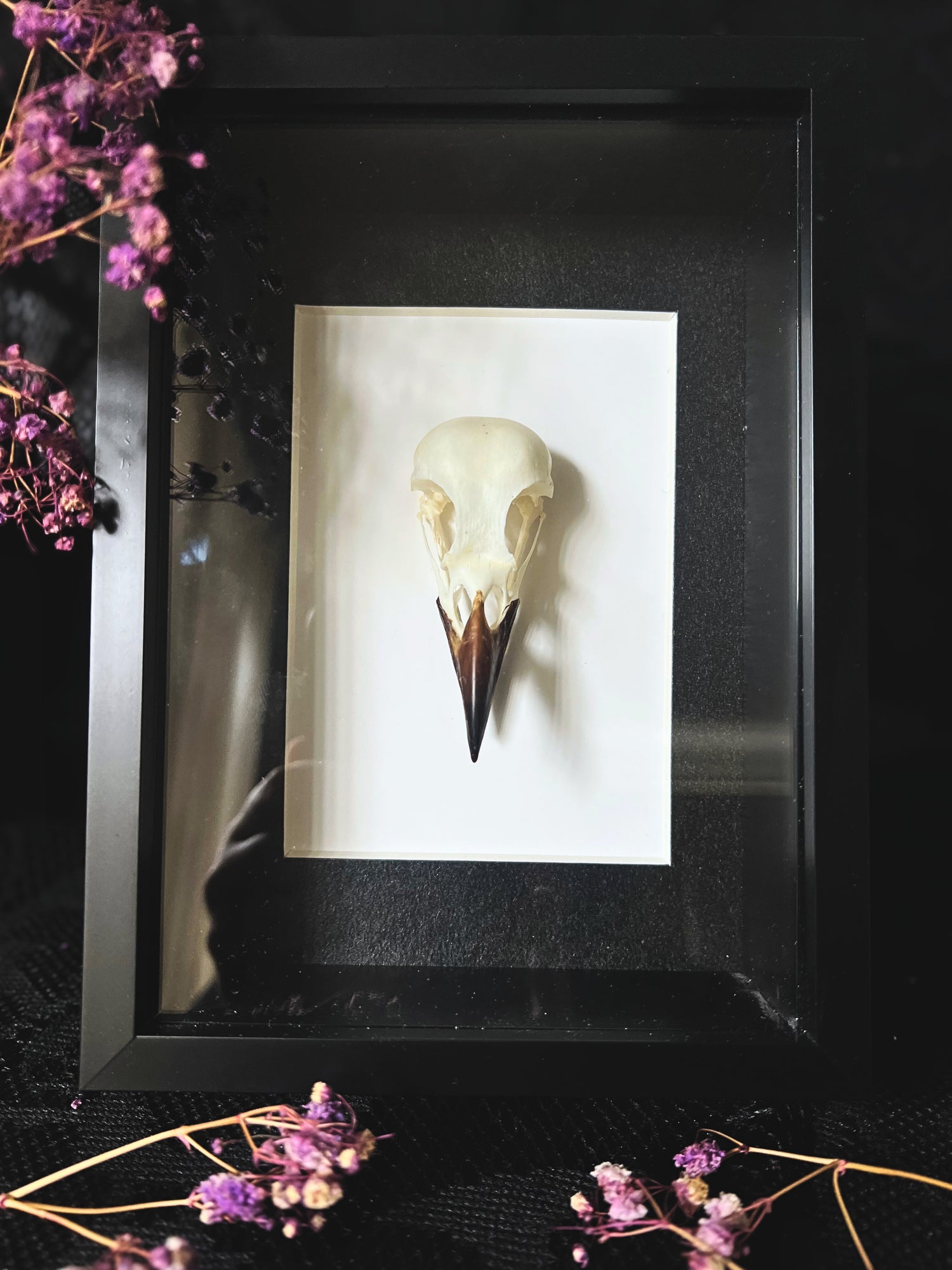 Eurasian magpie skull (pica pica) in shadow box frame