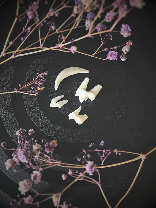 Fox teeth on a dark surface with dried flowers