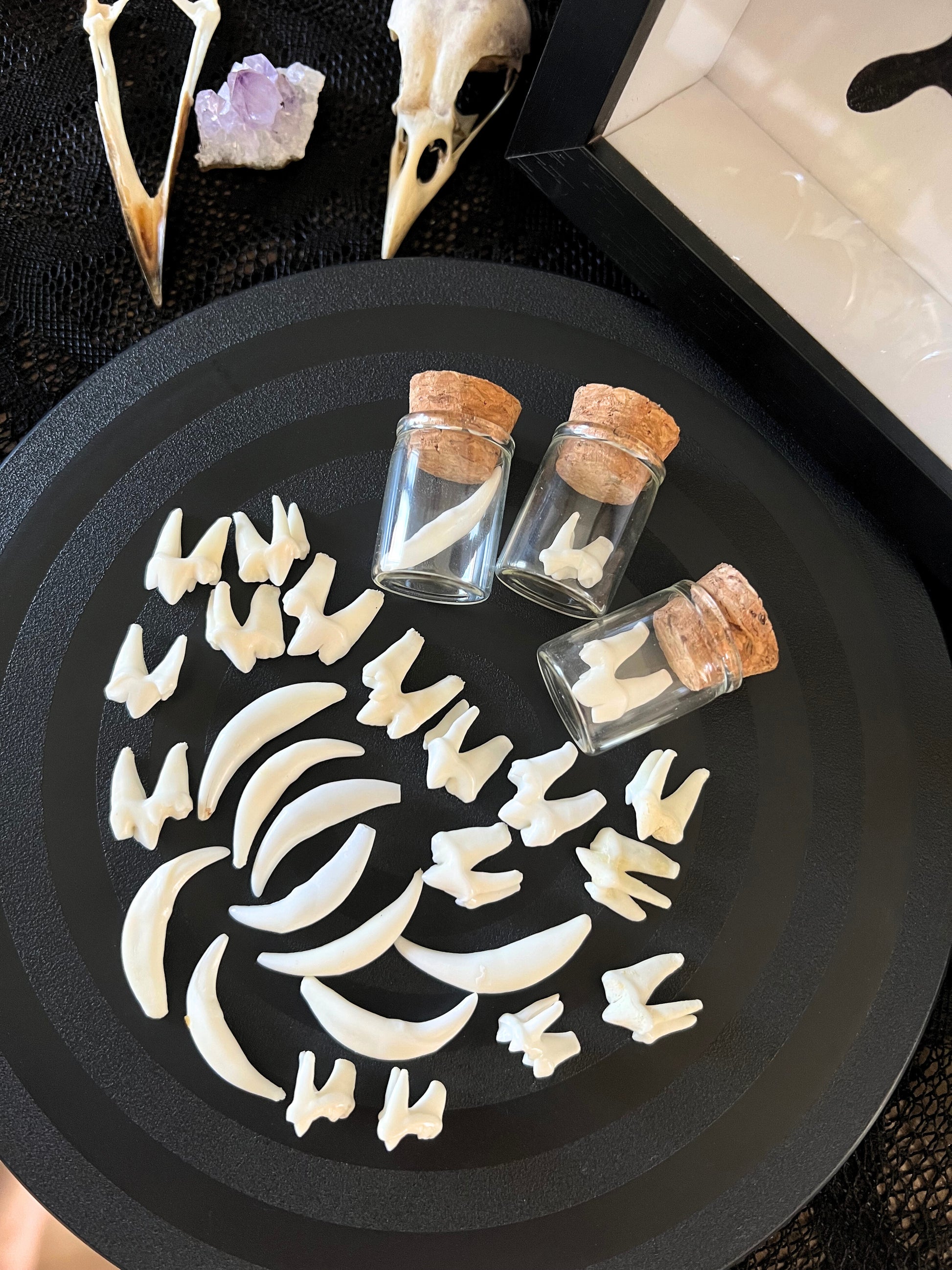 Small glass jars with cork lids containing fox teeth on a black surface with bones and crystals.