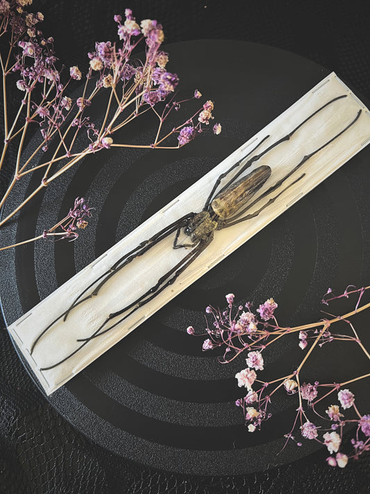 Large giant golden orb weaver spider on a wooden board with dried flowers on a dark background
