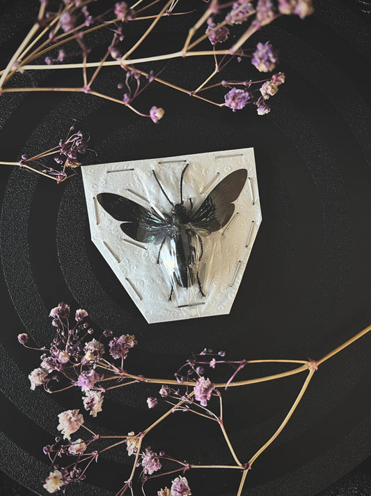 Giant Iridescent Hornet on a dark background with dried flowers