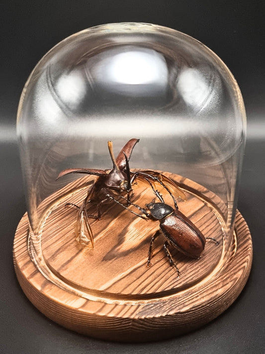 Golofa Aecus Pair in Glass Dome