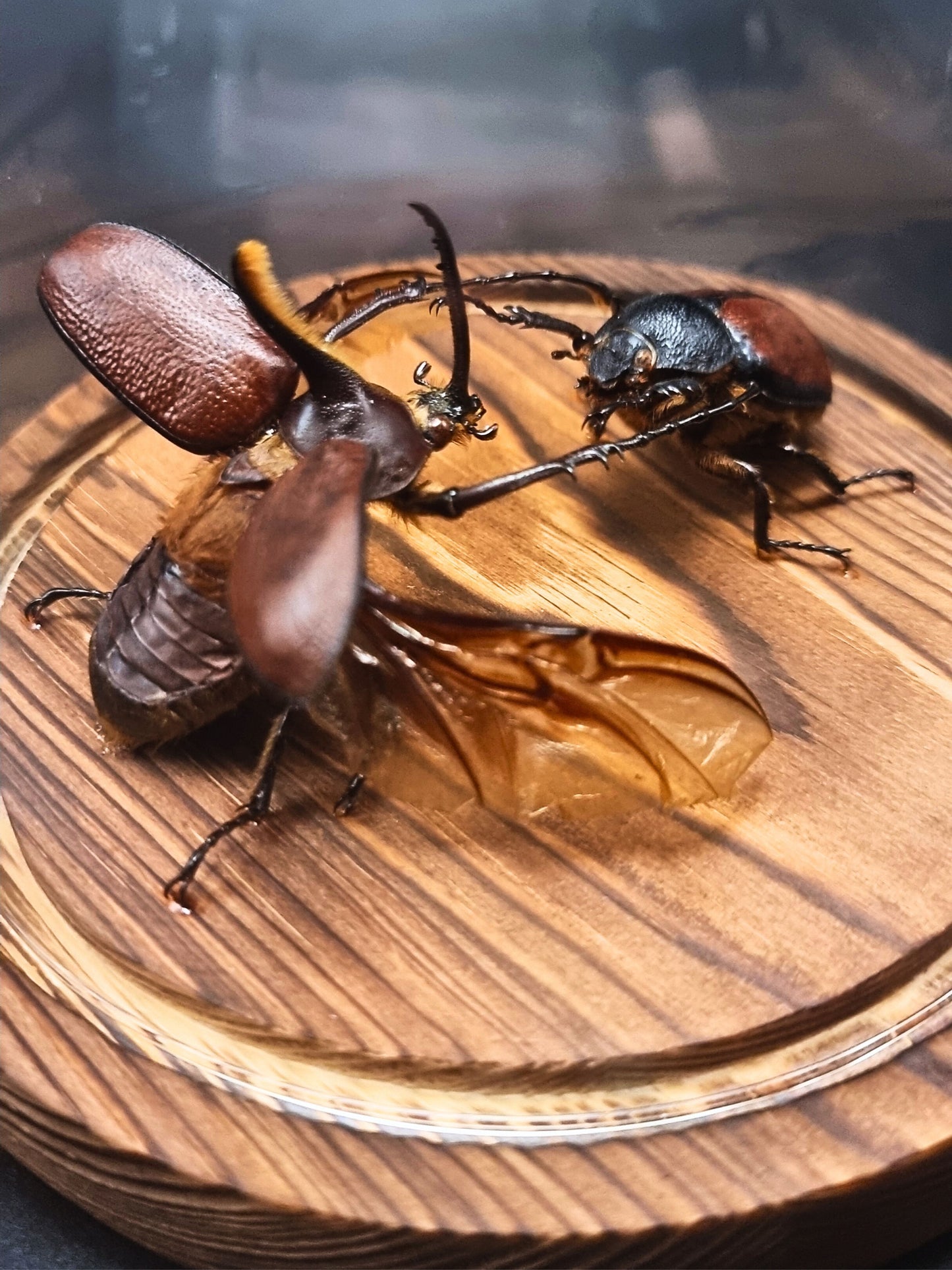 Golofa Aecus Pair in Glass Dome