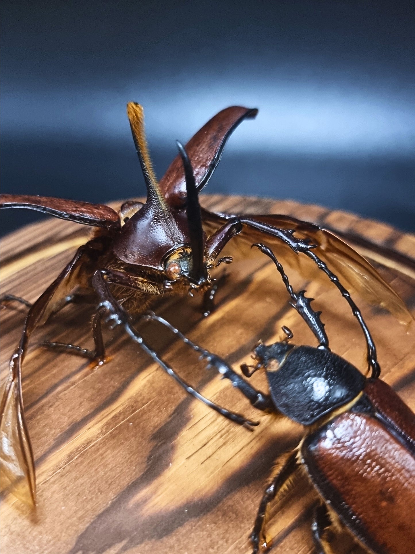 Golofa Aecus Pair in Glass Dome