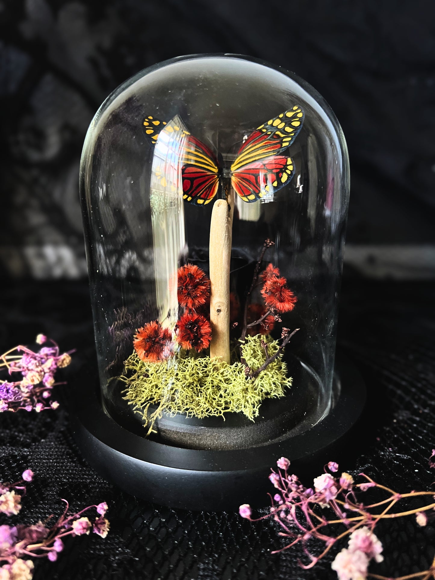 Rare Harlequin Moth (Campylotes Histrionicus) in Glass Dome