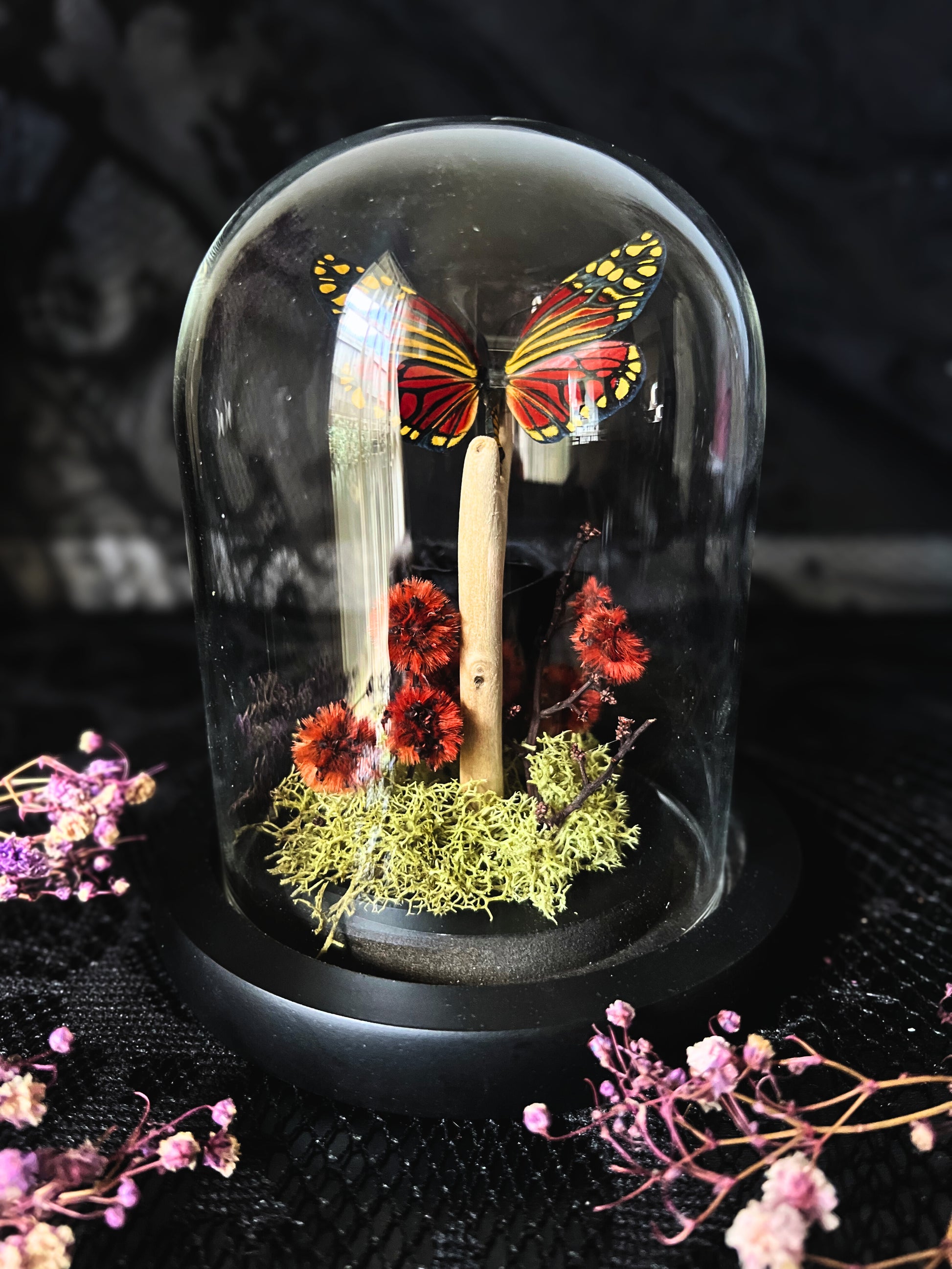 Rare Harlequin Moth (Campylotes Histrionicus) in Glass Dome