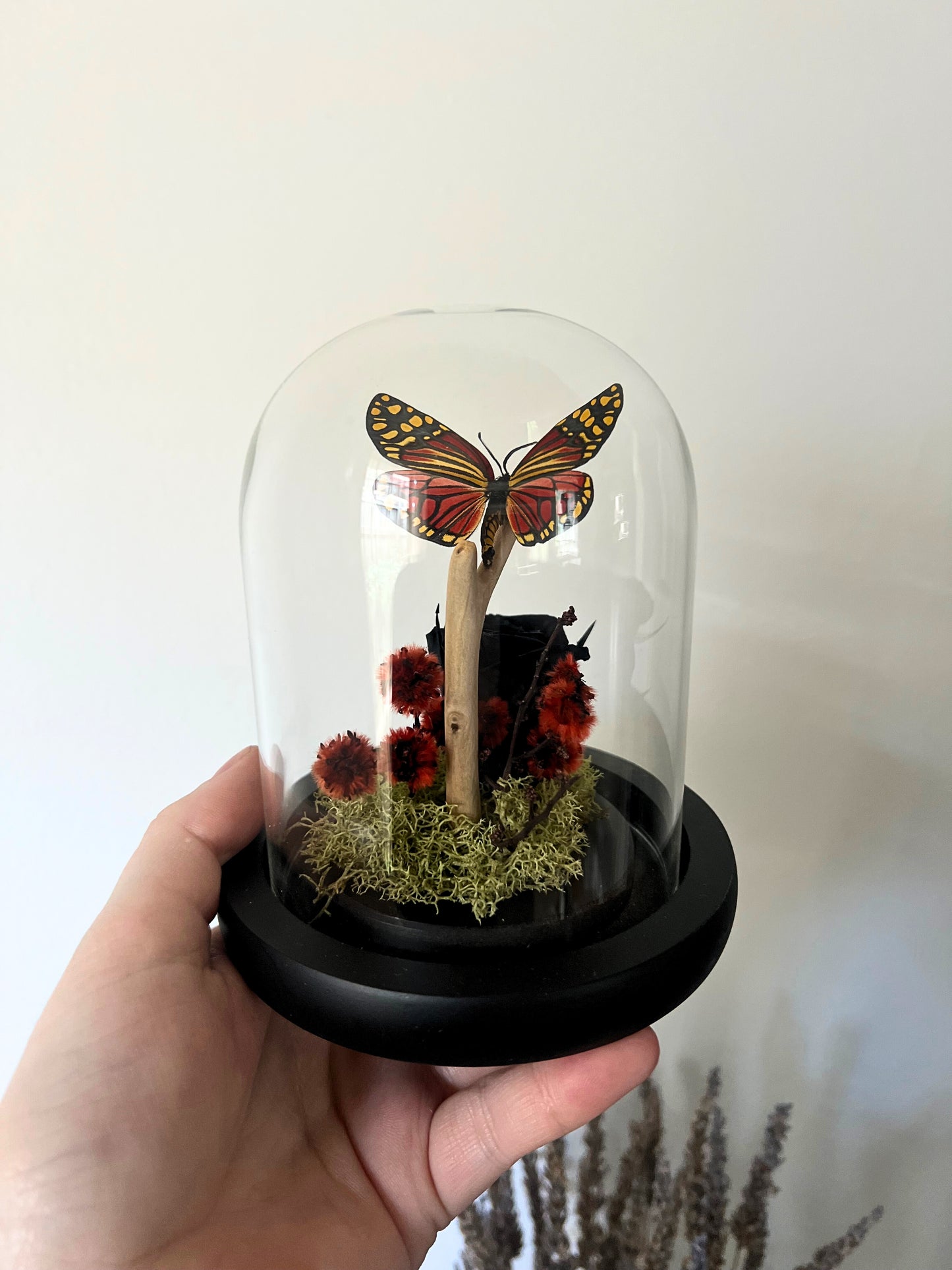 Rare Harlequin Moth (Campylotes Histrionicus) in Glass Dome
