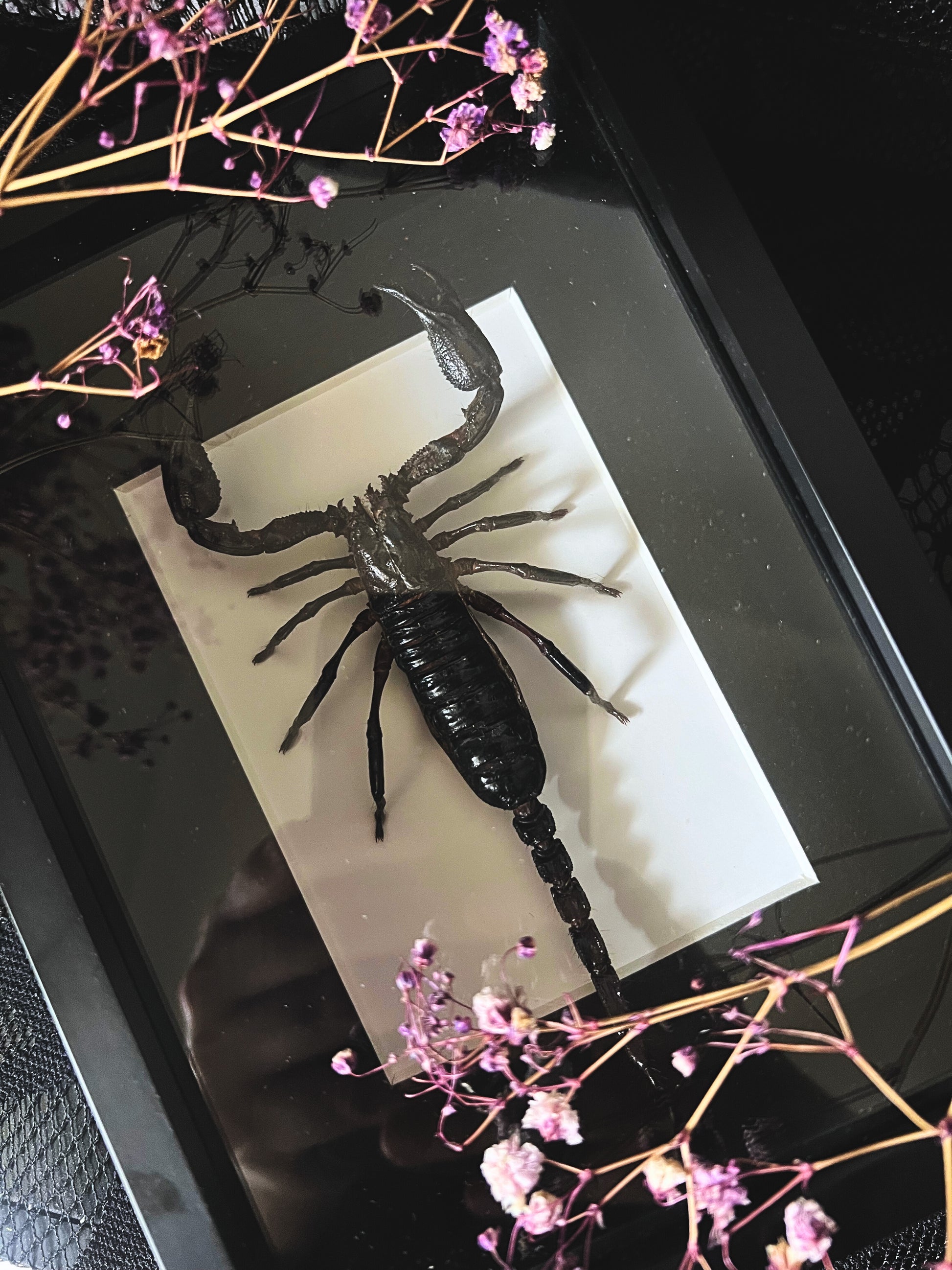 Heterometrus Spinifer scorpion in a shadow box frame