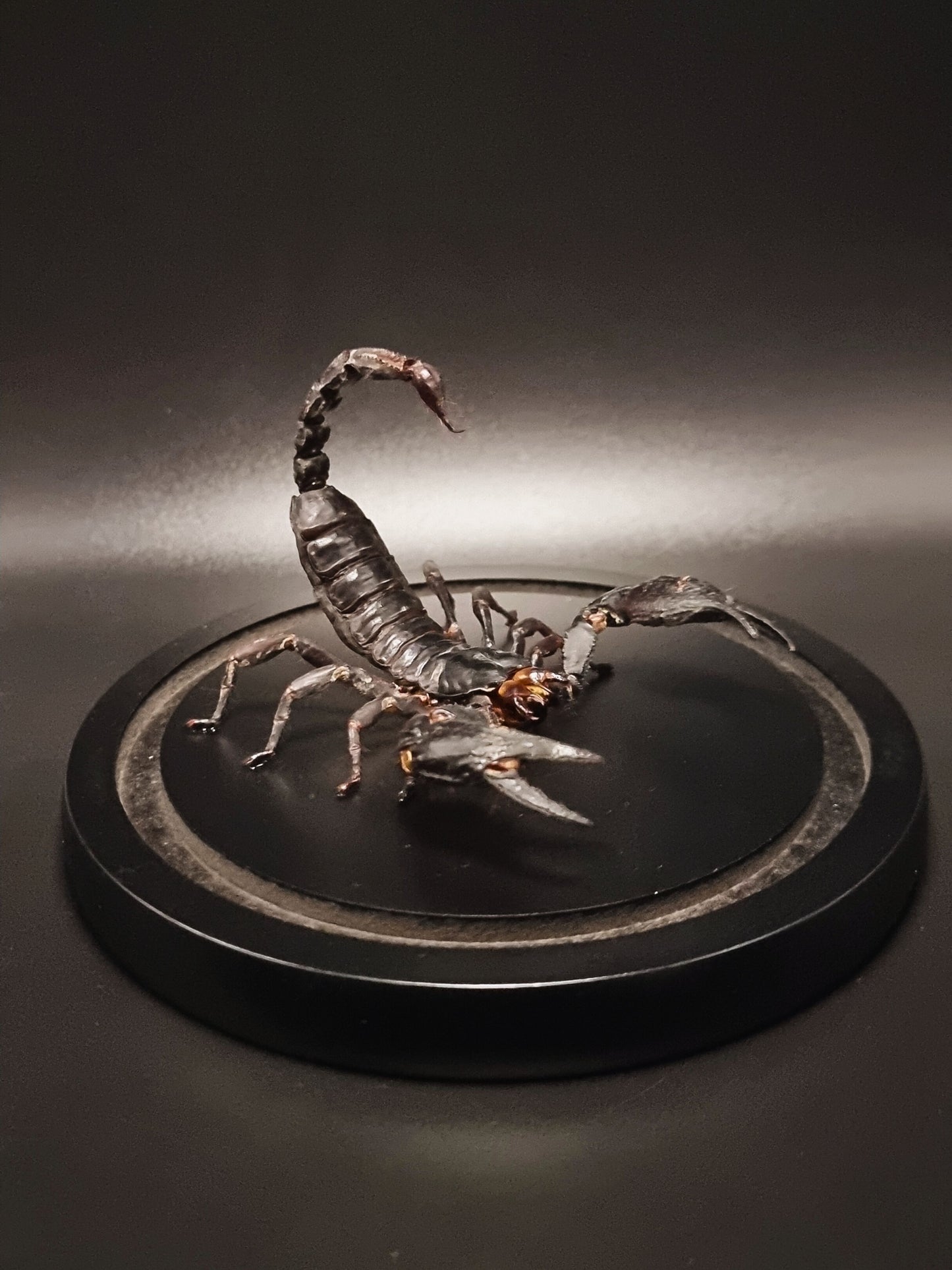 Laos Black Forest Scorpion (Heterometrus Laoticus) in Glass Dome