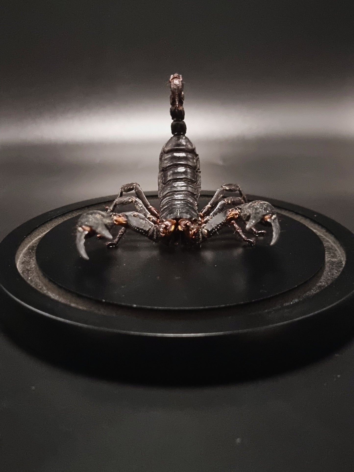 Laos Black Forest Scorpion (Heterometrus Laoticus) in Glass Dome