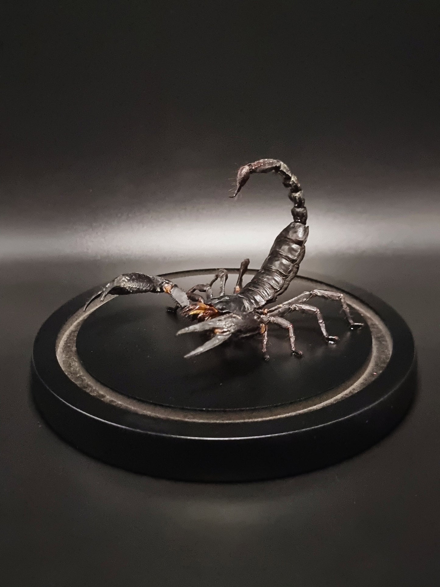 Laos Black Forest Scorpion (Heterometrus Laoticus) in Glass Dome