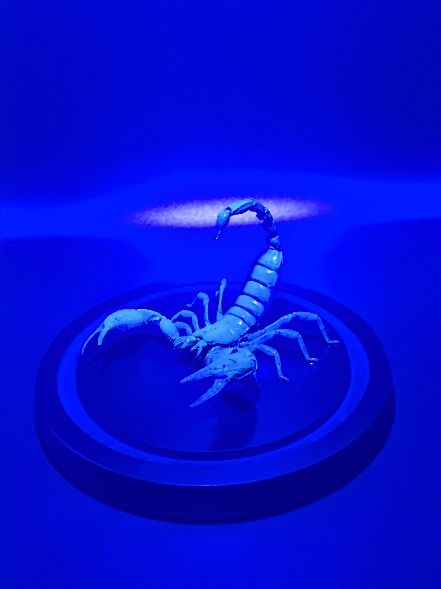 Laos Black Forest Scorpion (Heterometrus Laoticus) in Glass Dome