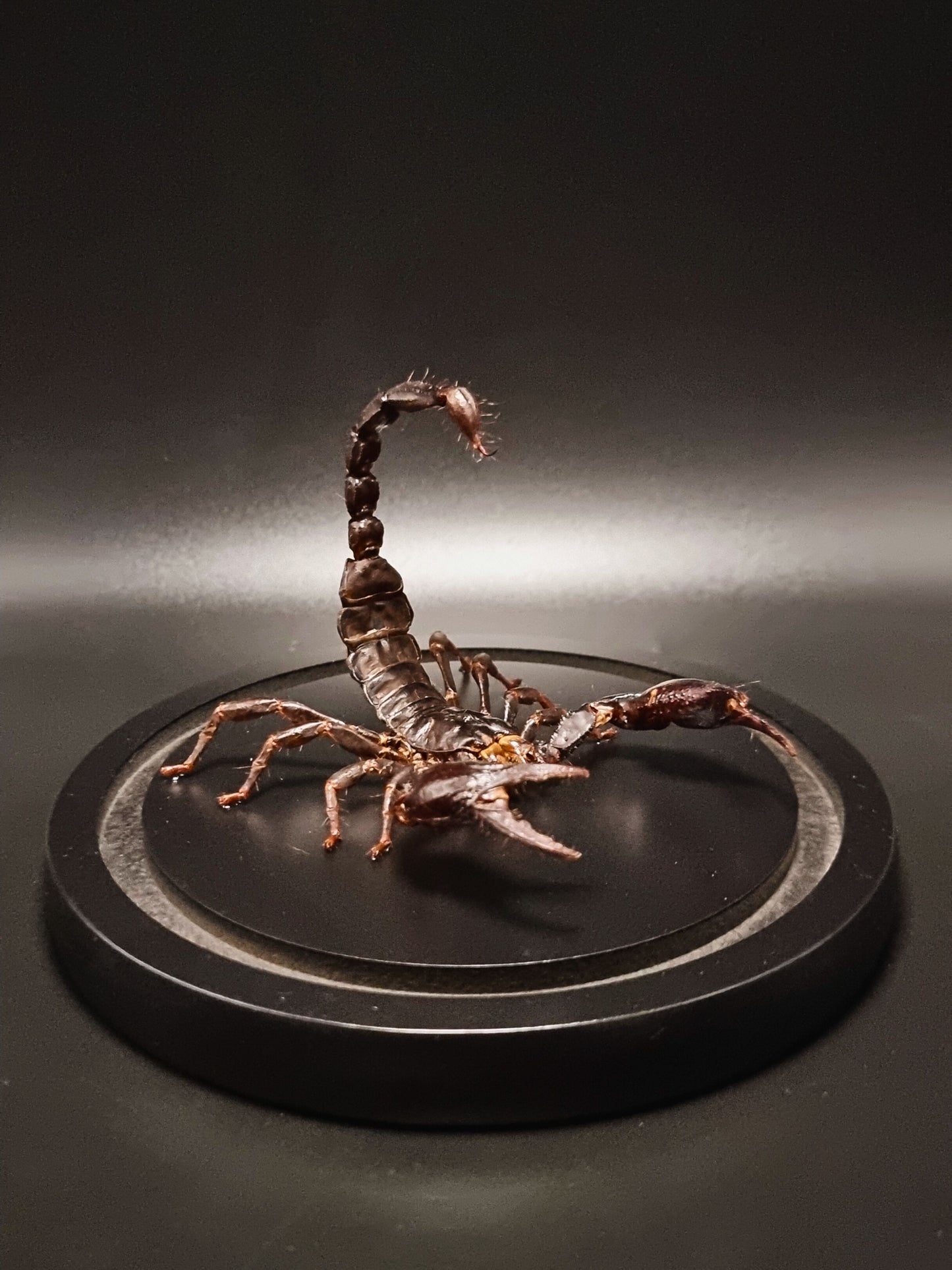 Malaysian Forest Scorpion (Heterometrus Spinifer) in Glass Dome