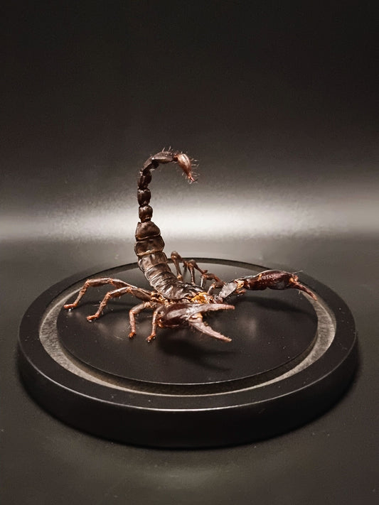 Malaysian Forest Scorpion (Heterometrus Spinifer) in Glass Dome