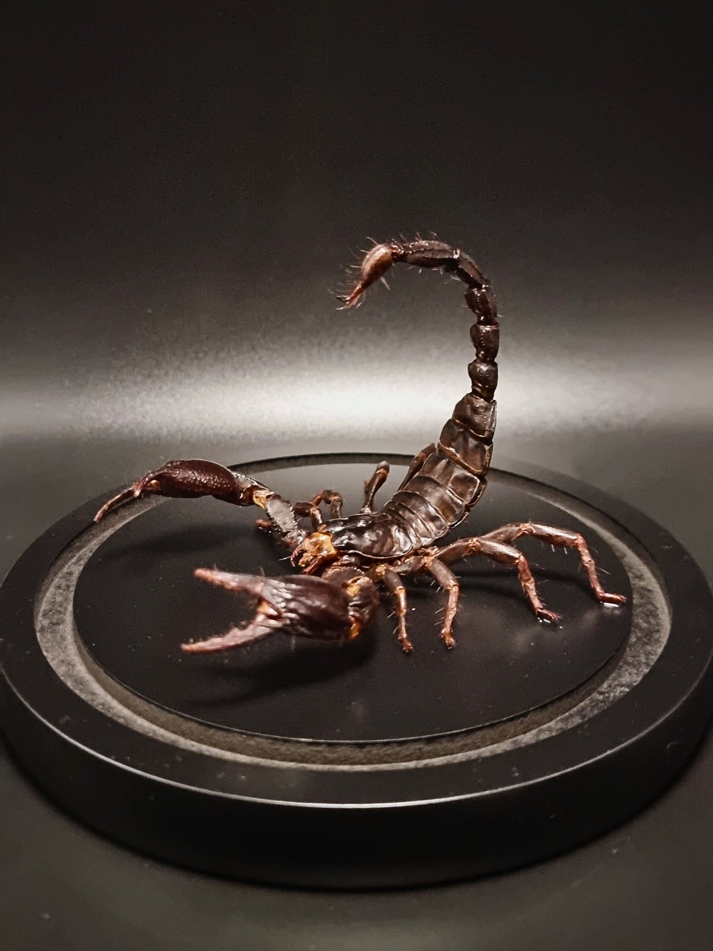 Malaysian Forest Scorpion (Heterometrus Spinifer) in Glass Dome