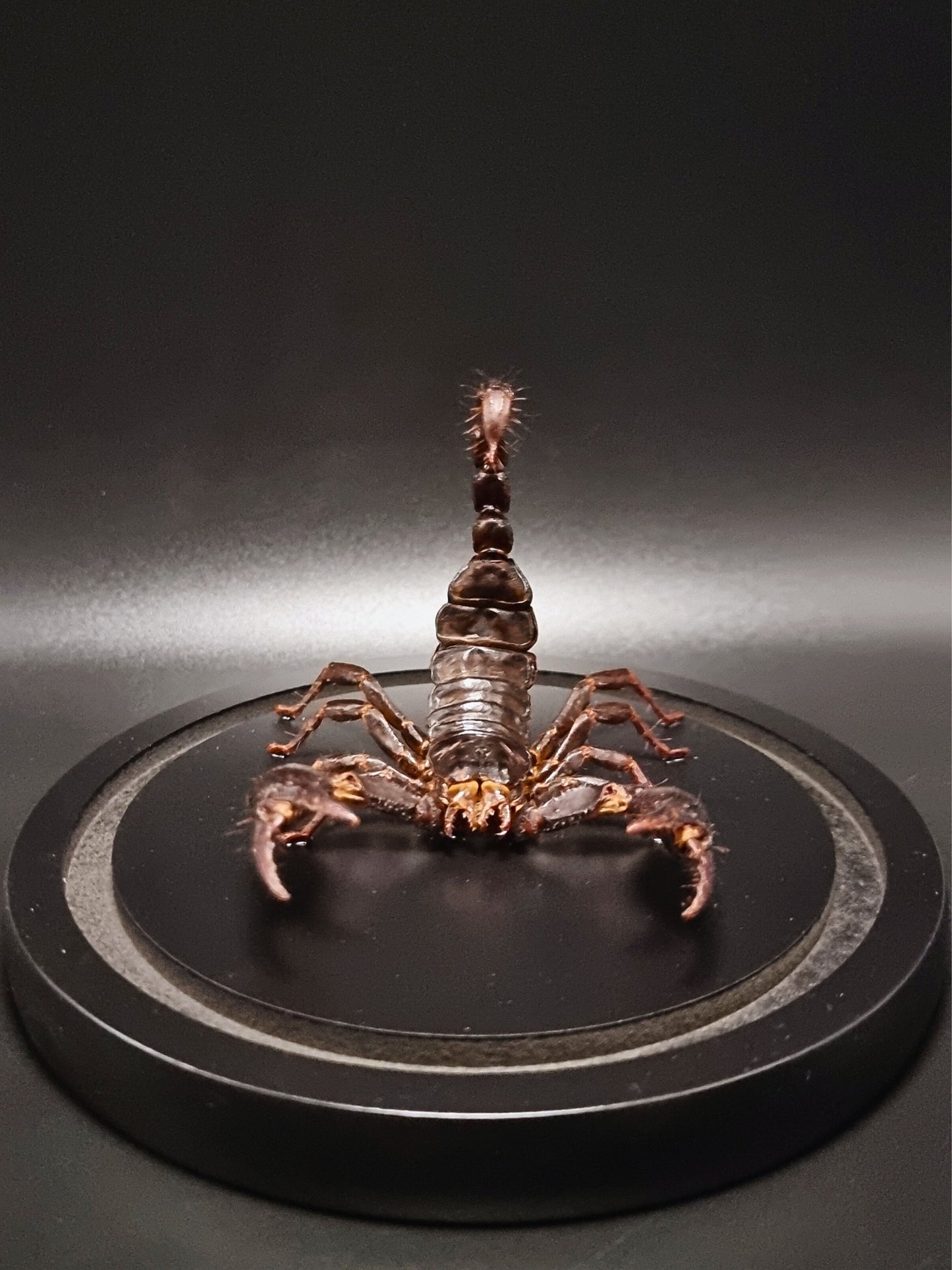 Malaysian Forest Scorpion (Heterometrus Spinifer) in Glass Dome
