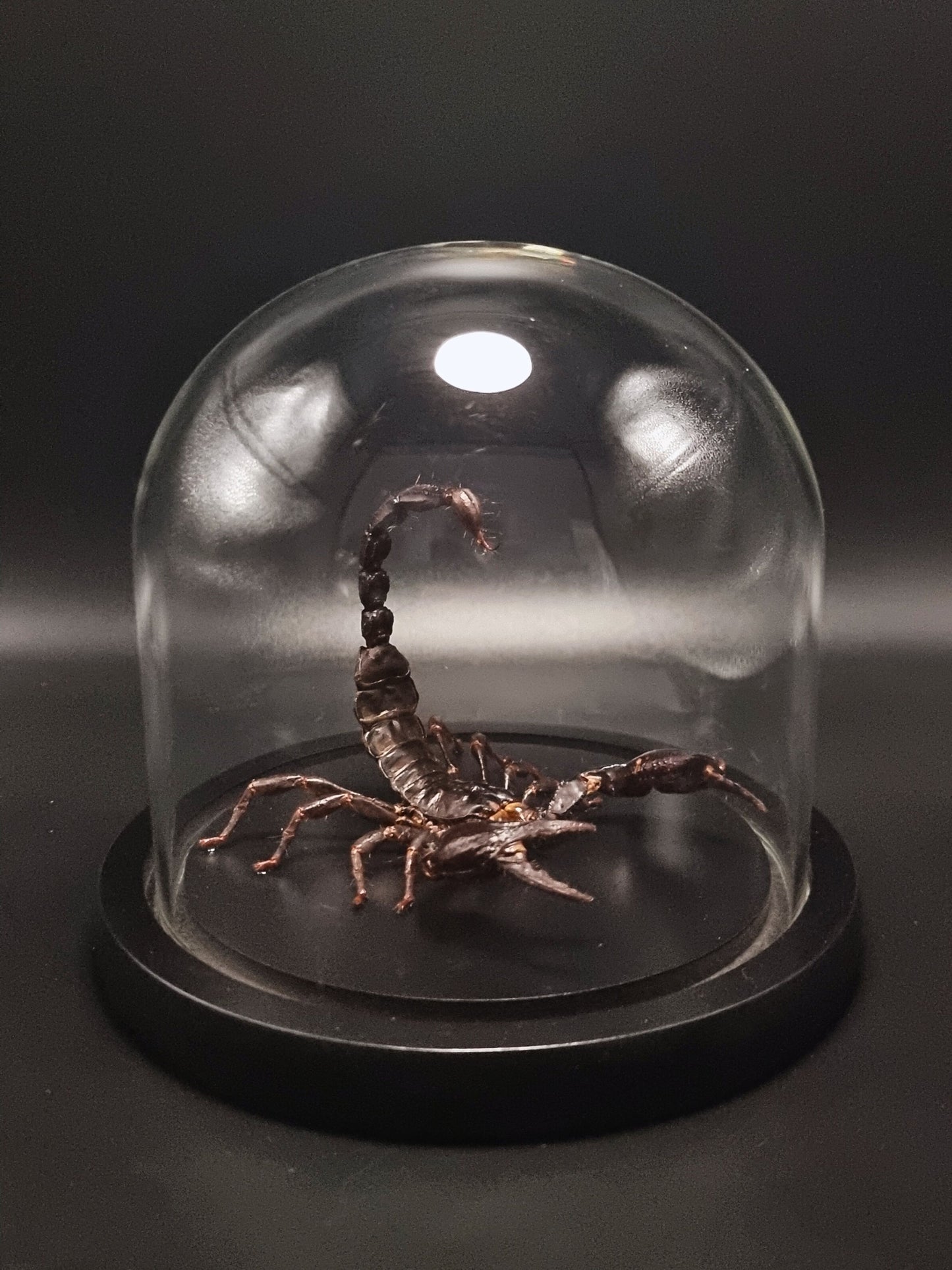 Malaysian Forest Scorpion (Heterometrus Spinifer) in Glass Dome