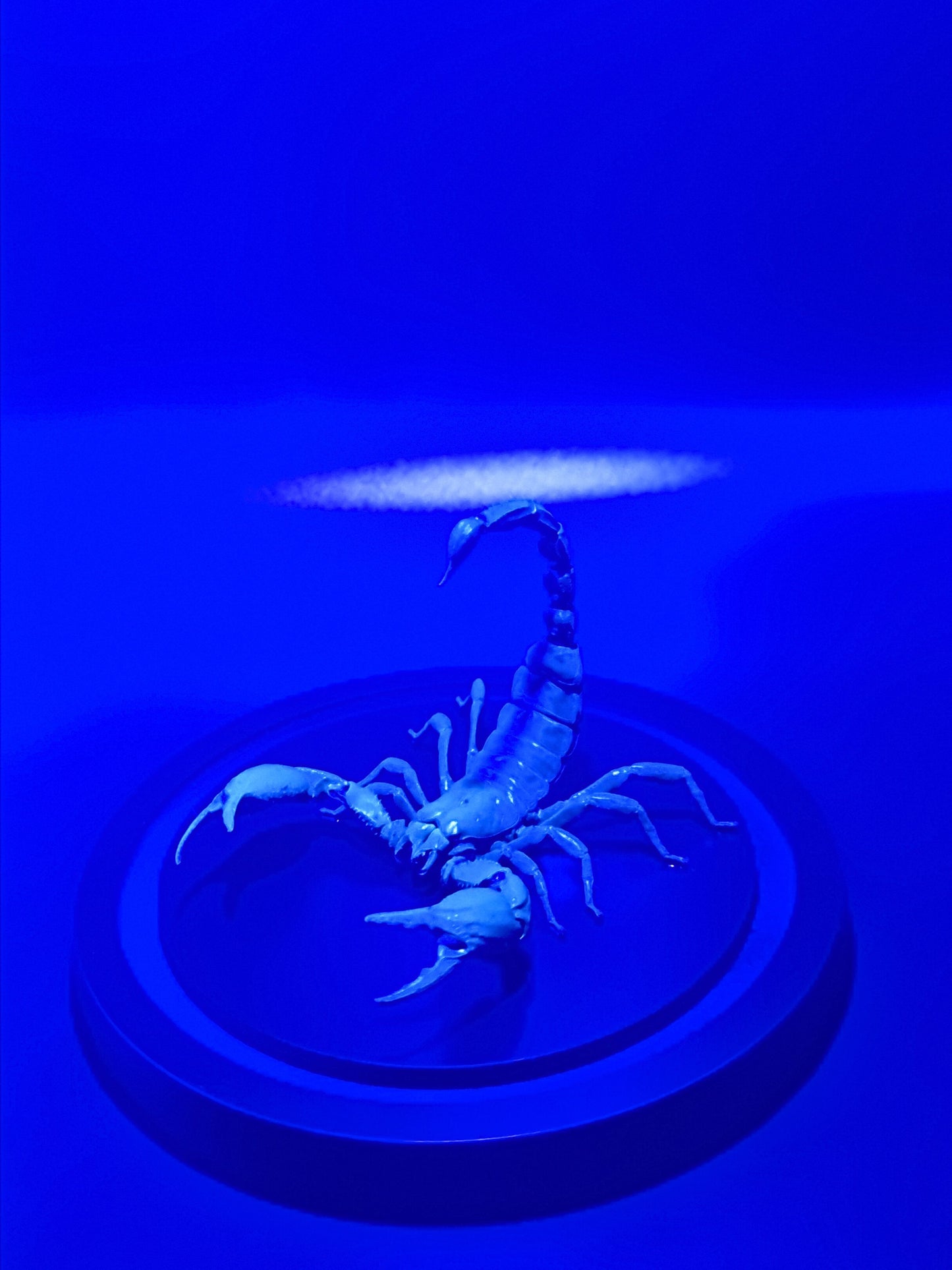 Malaysian Forest Scorpion (Heterometrus Spinifer) in Glass Dome