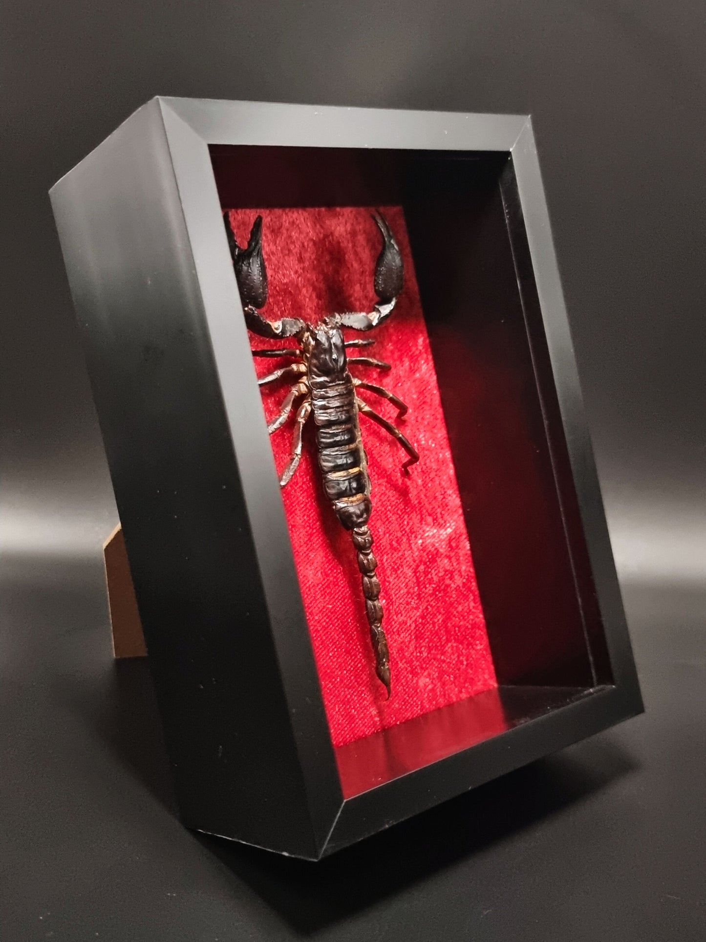 Asian Forest Scorpion (Heterometrus Spinifer) in Shadow Box Frame