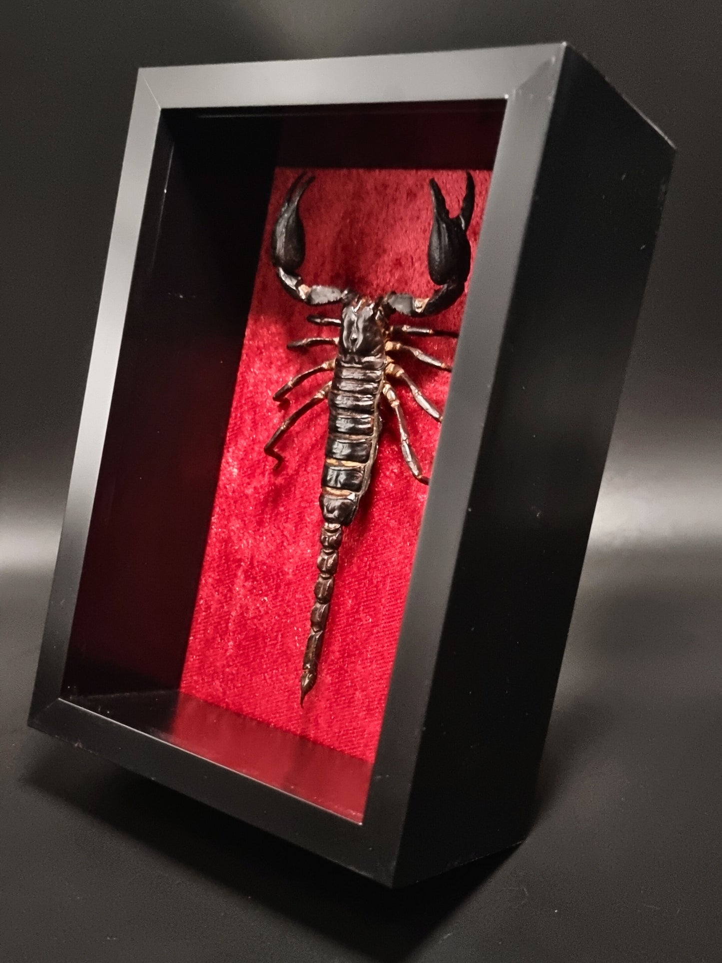 Asian Forest Scorpion (Heterometrus Spinifer) in Shadow Box Frame
