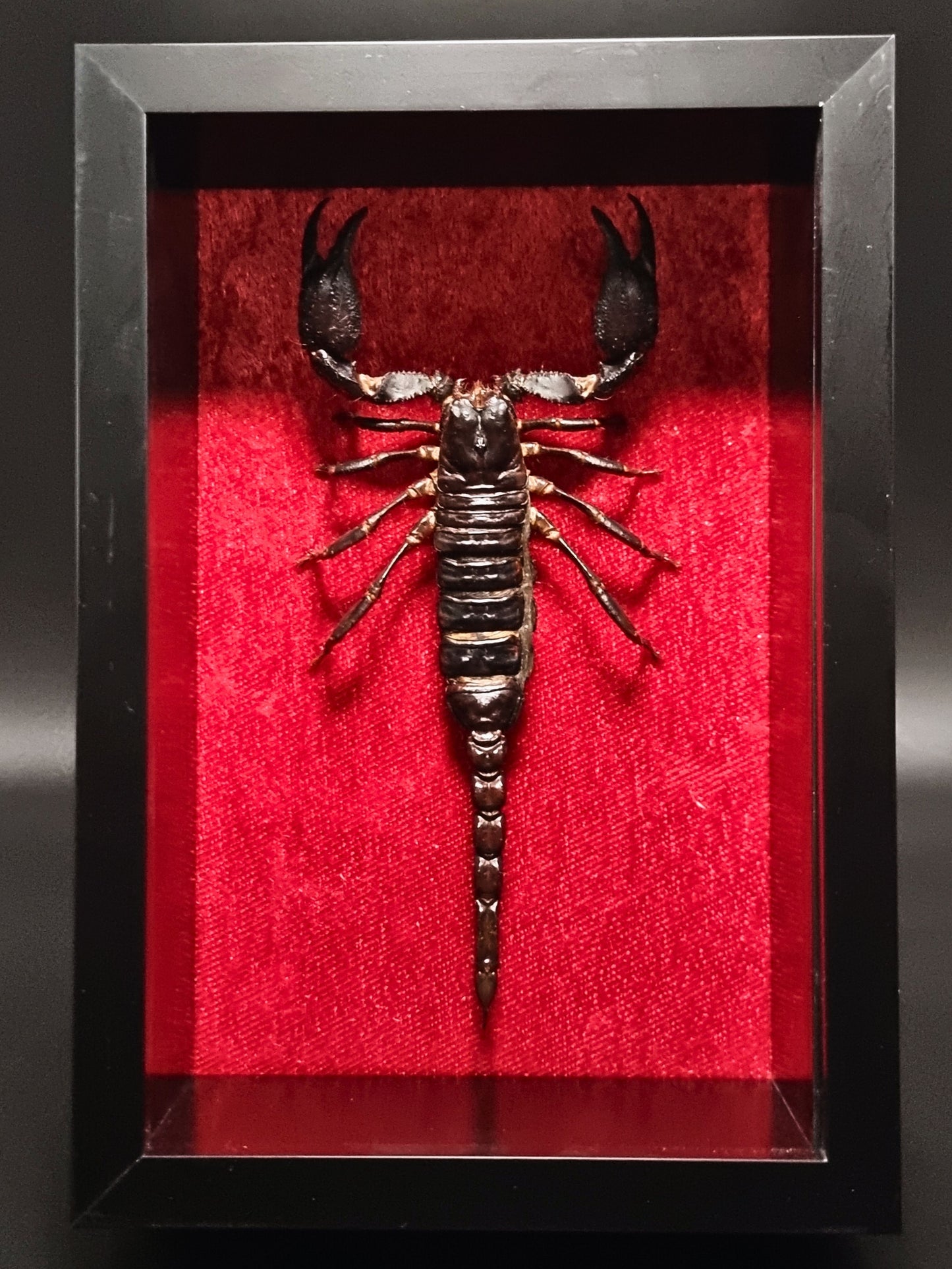 Asian Forest Scorpion (Heterometrus Spinifer) in Shadow Box Frame