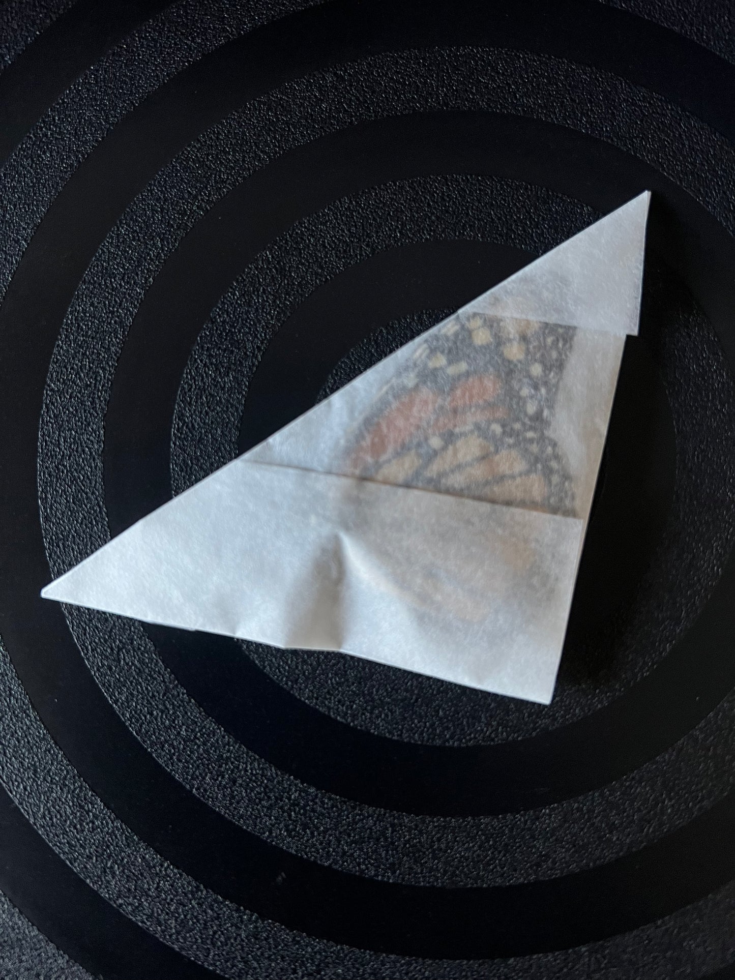 Monarch Butterfly (Danaus Plexippus) Unspread Specimen