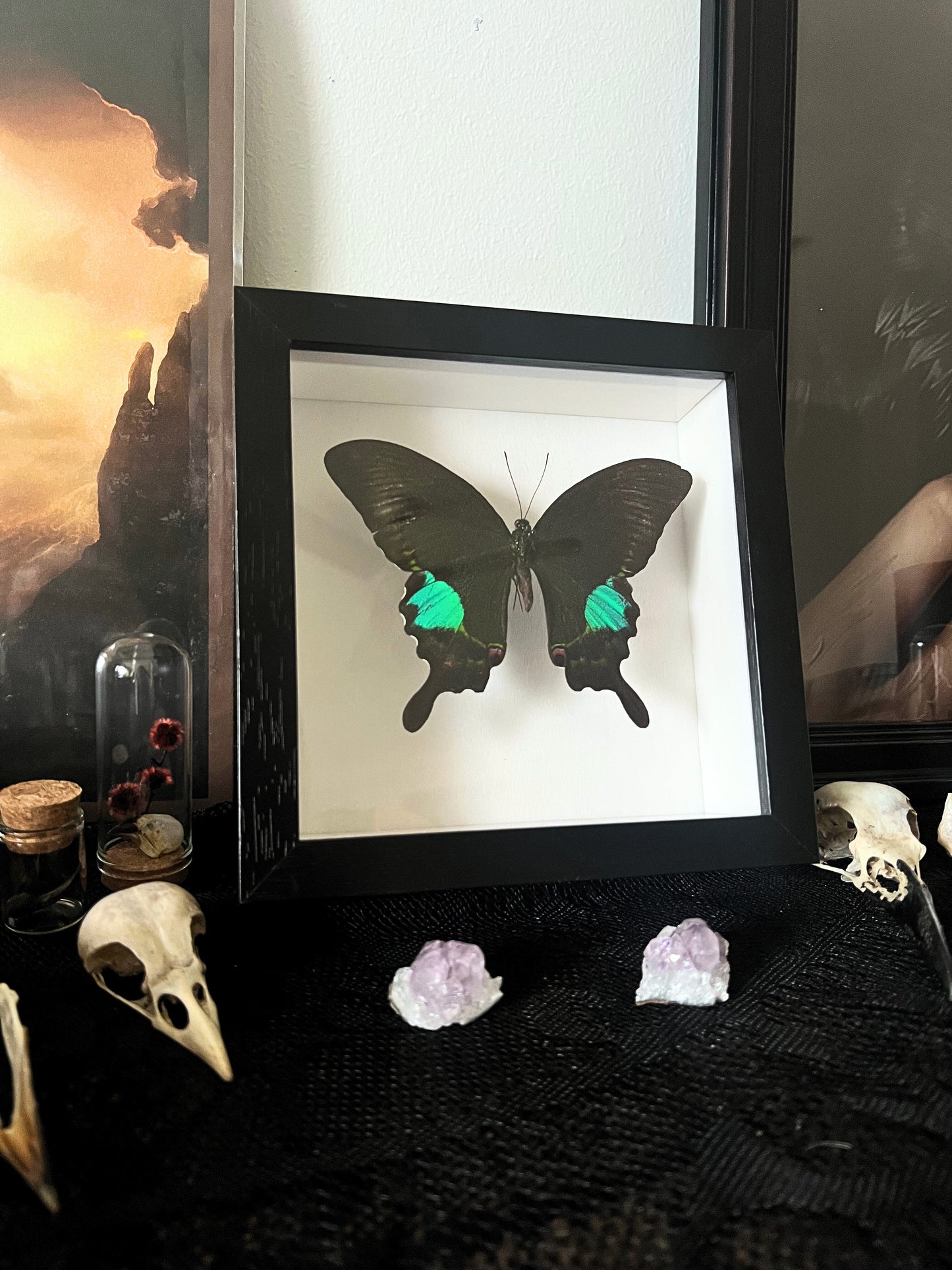 Tamil Peacock Swallowtail Butterfly (Papilio Paris Tamilana) in Shadow Box Frame